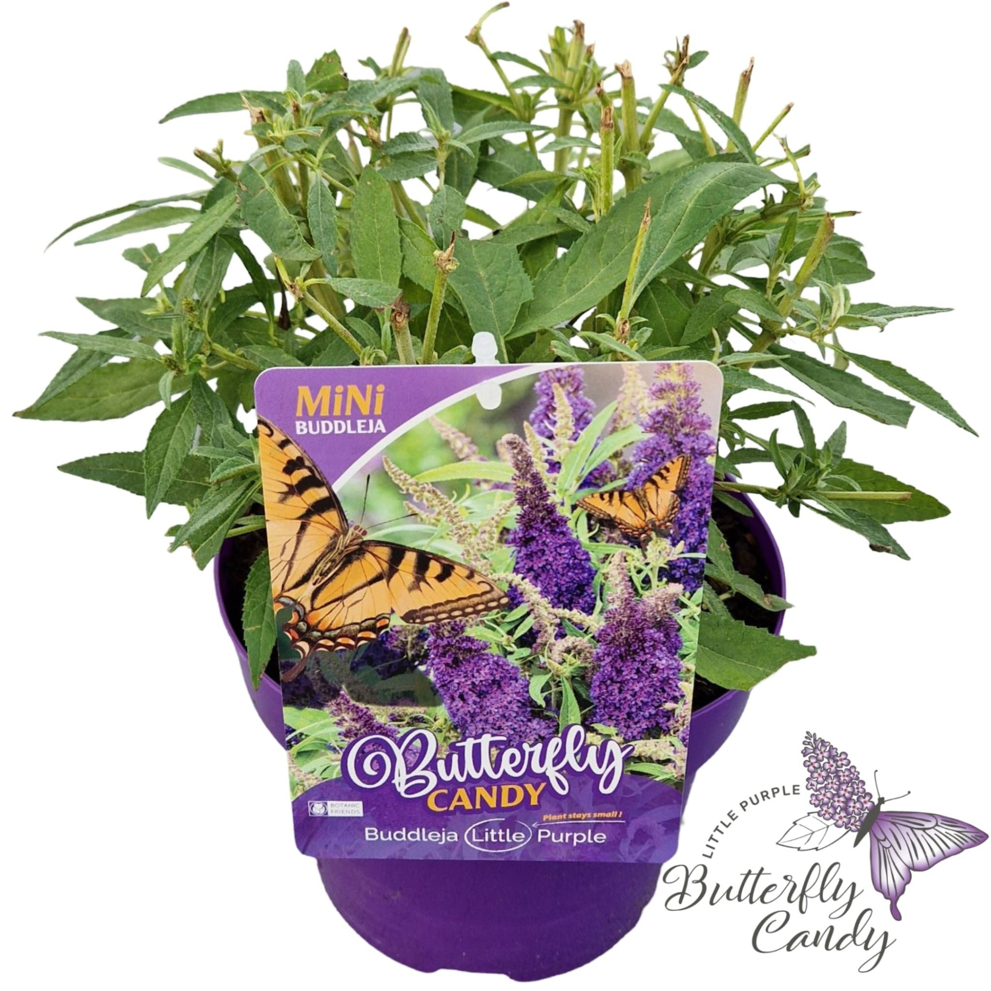 Buddleja d. 'Little Butterfly Candy Purple' ®, D 19