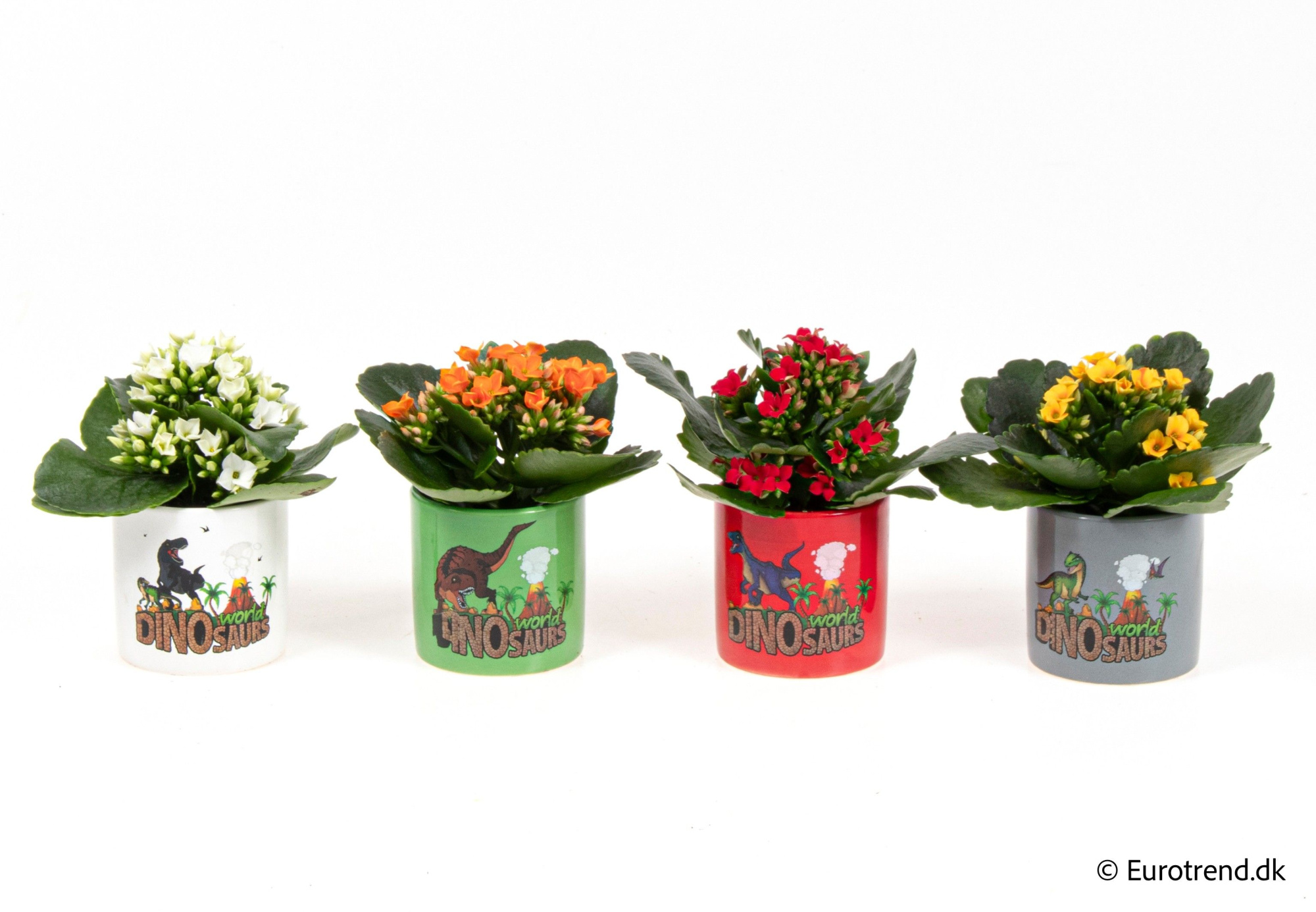 Kalanchoe in dino ceramic - Spring, Summer & Autumn 2025, D 6 cm