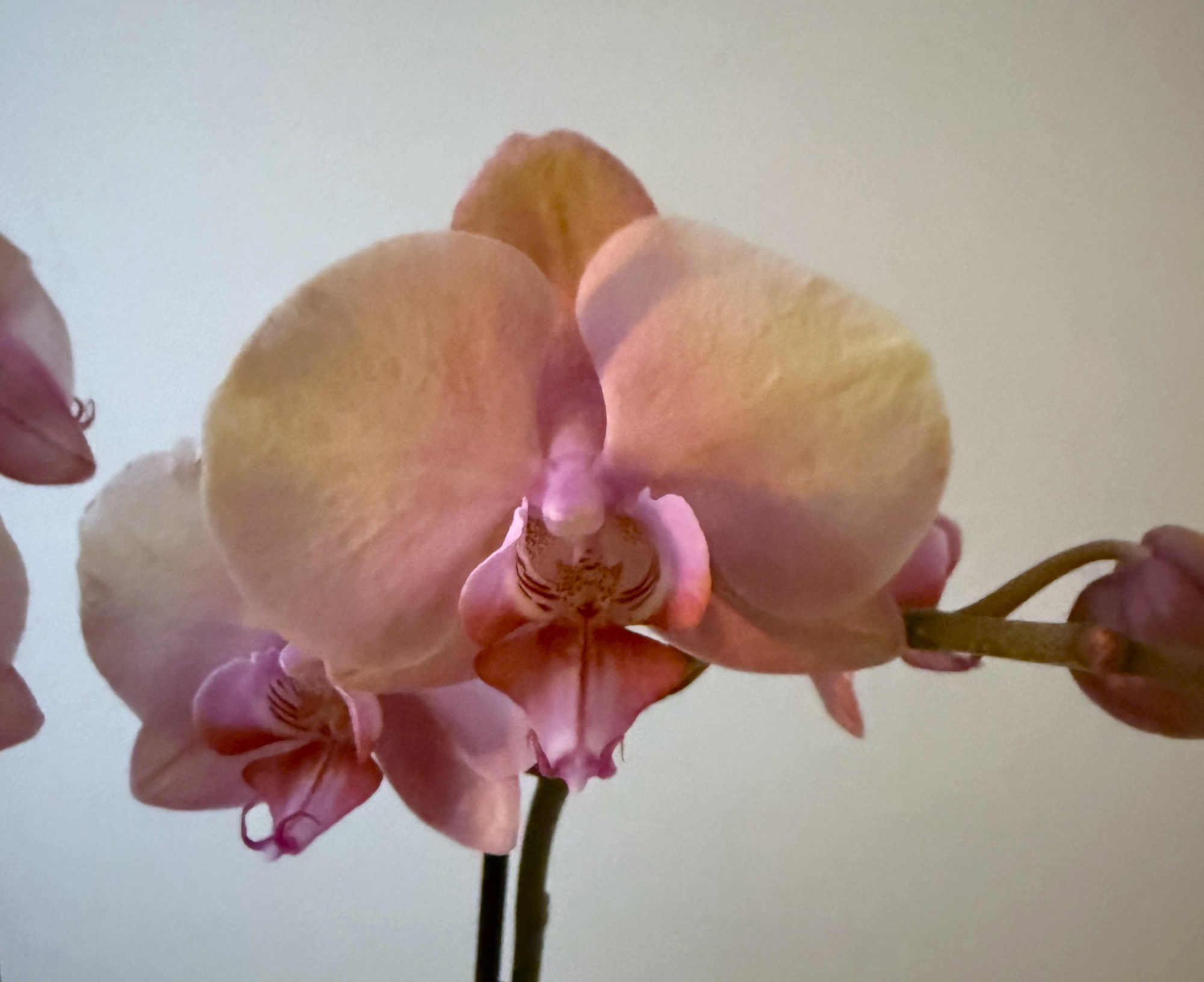 Bledion2 Tak Cascade, D 12