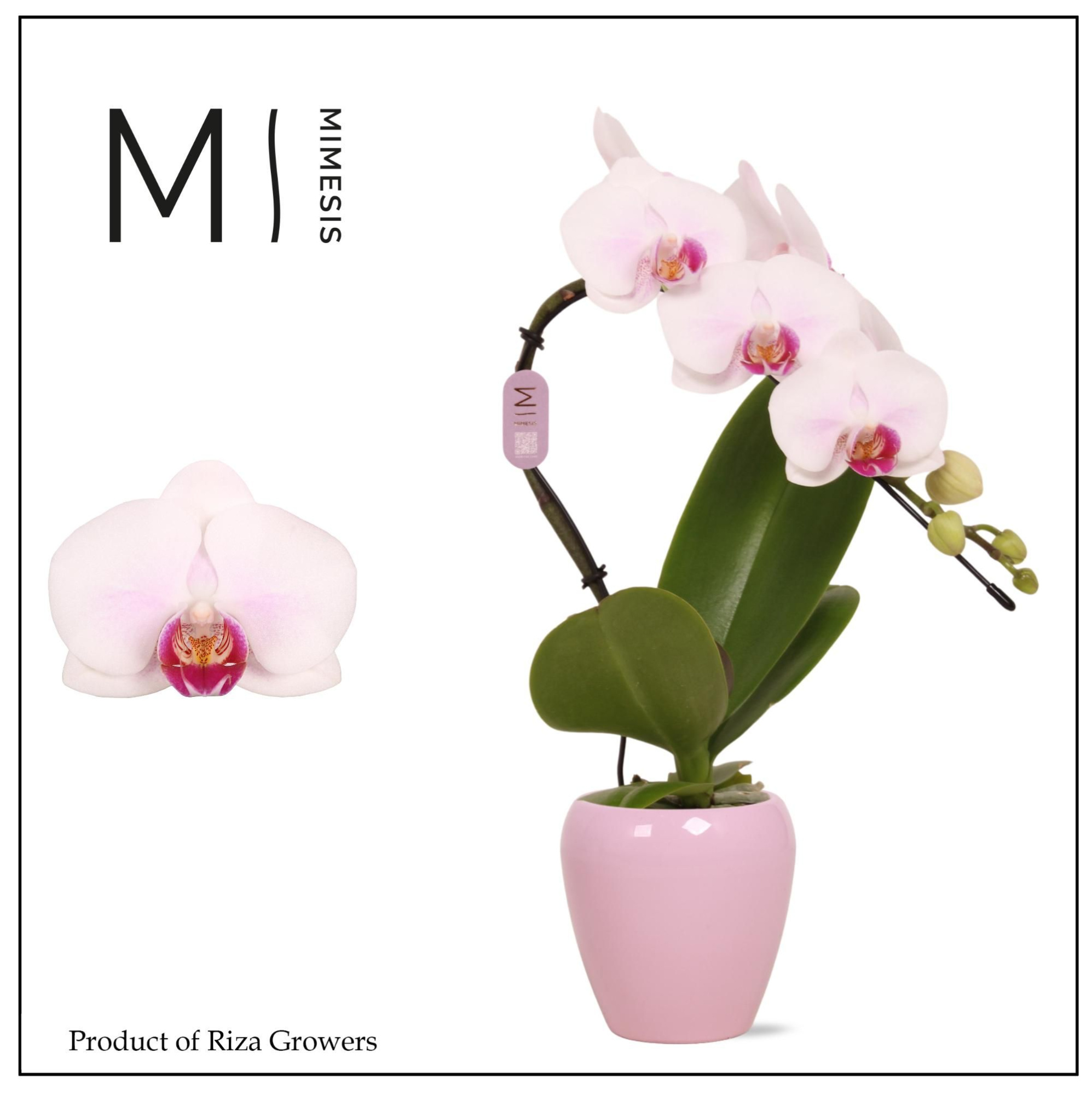 Mimesis Phal. Swan Red Lip - 1 spike 7cm in Martine Pink Ceramic, D 7 cm