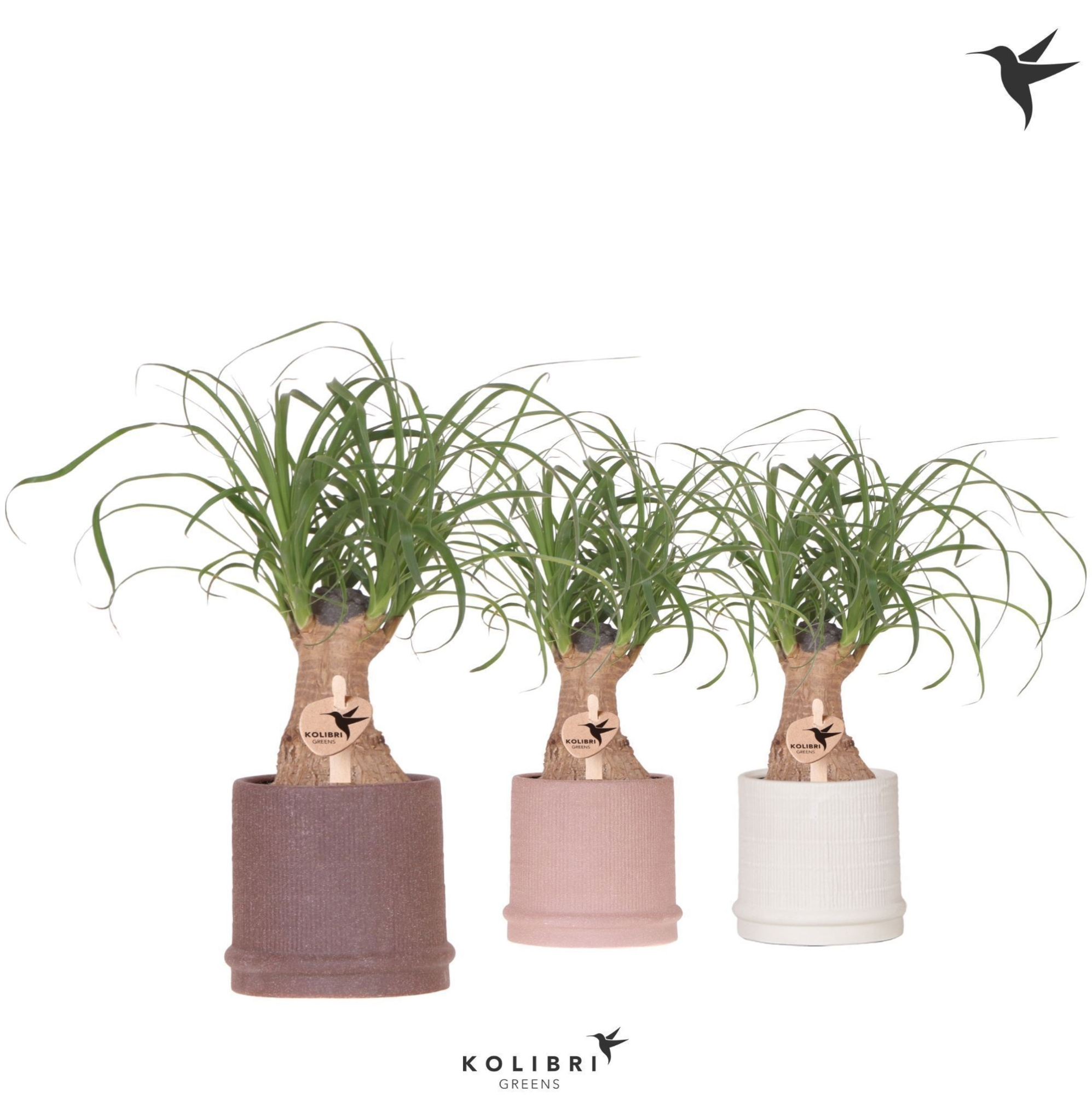 Kolibri Greens Beaucarnea in Bali pot mix, D 9 cm