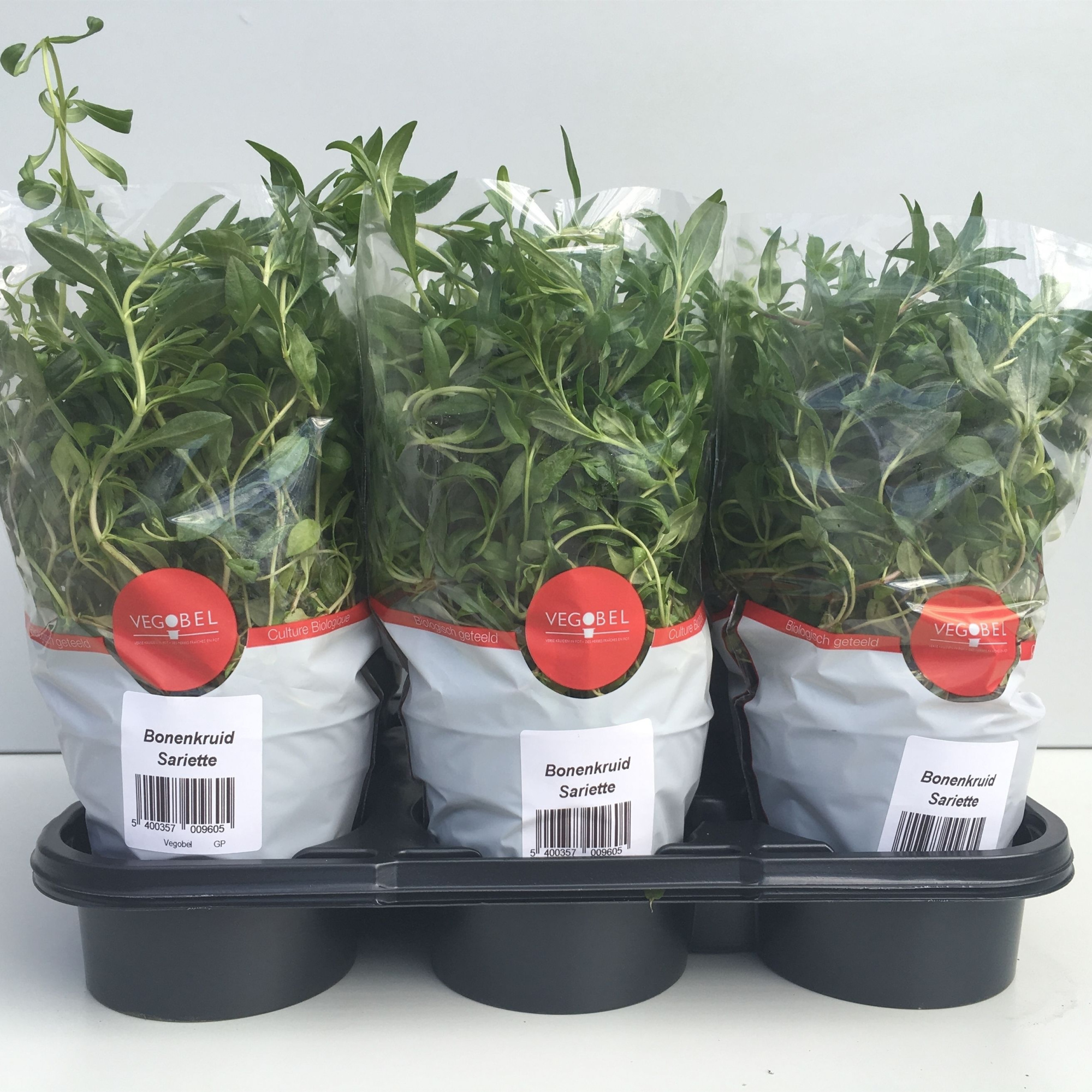 Bonenkruid P12, D 12 cm