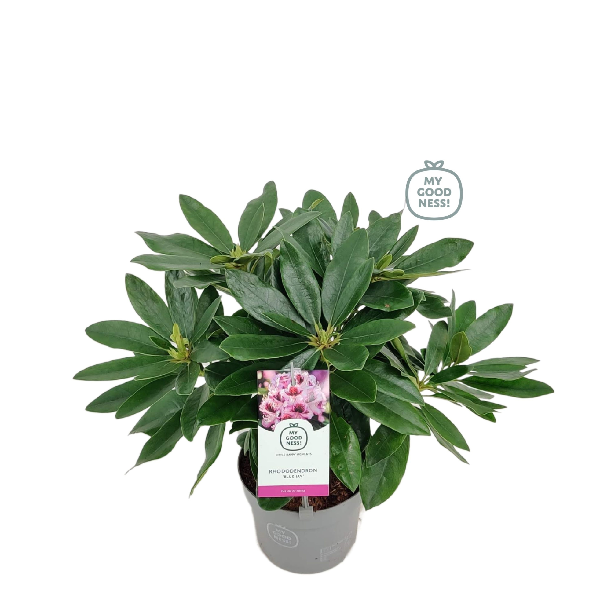 Rhododendron 15-20 /1.5 liter 'Blue Jay', D 15