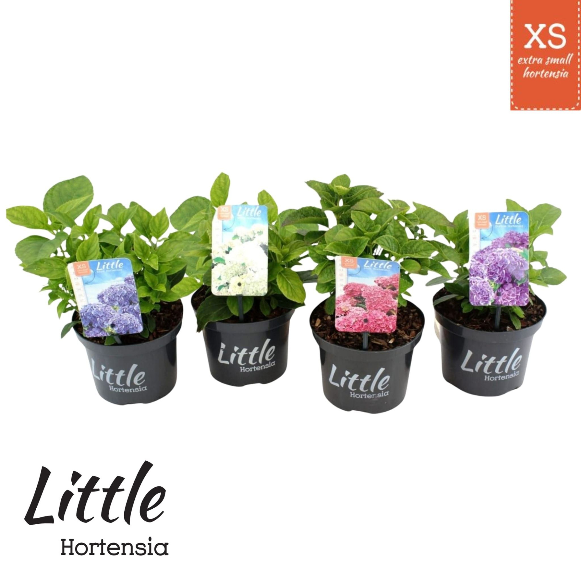 Hydrangea macr. 'Little XS Mix', D 17 cm