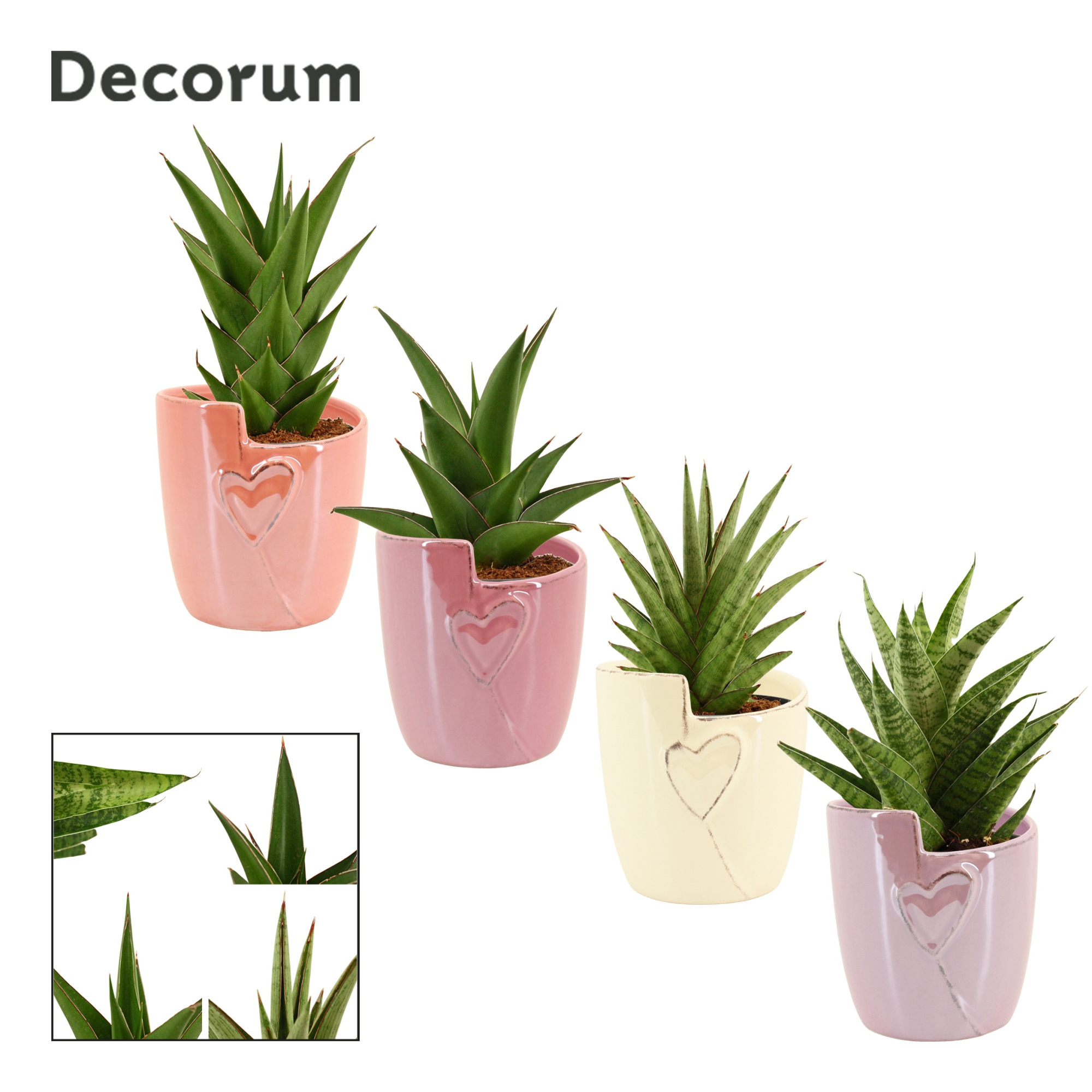 Sansevieria Crown Mix 12 cm in Joa (Special moods -collection), D 12