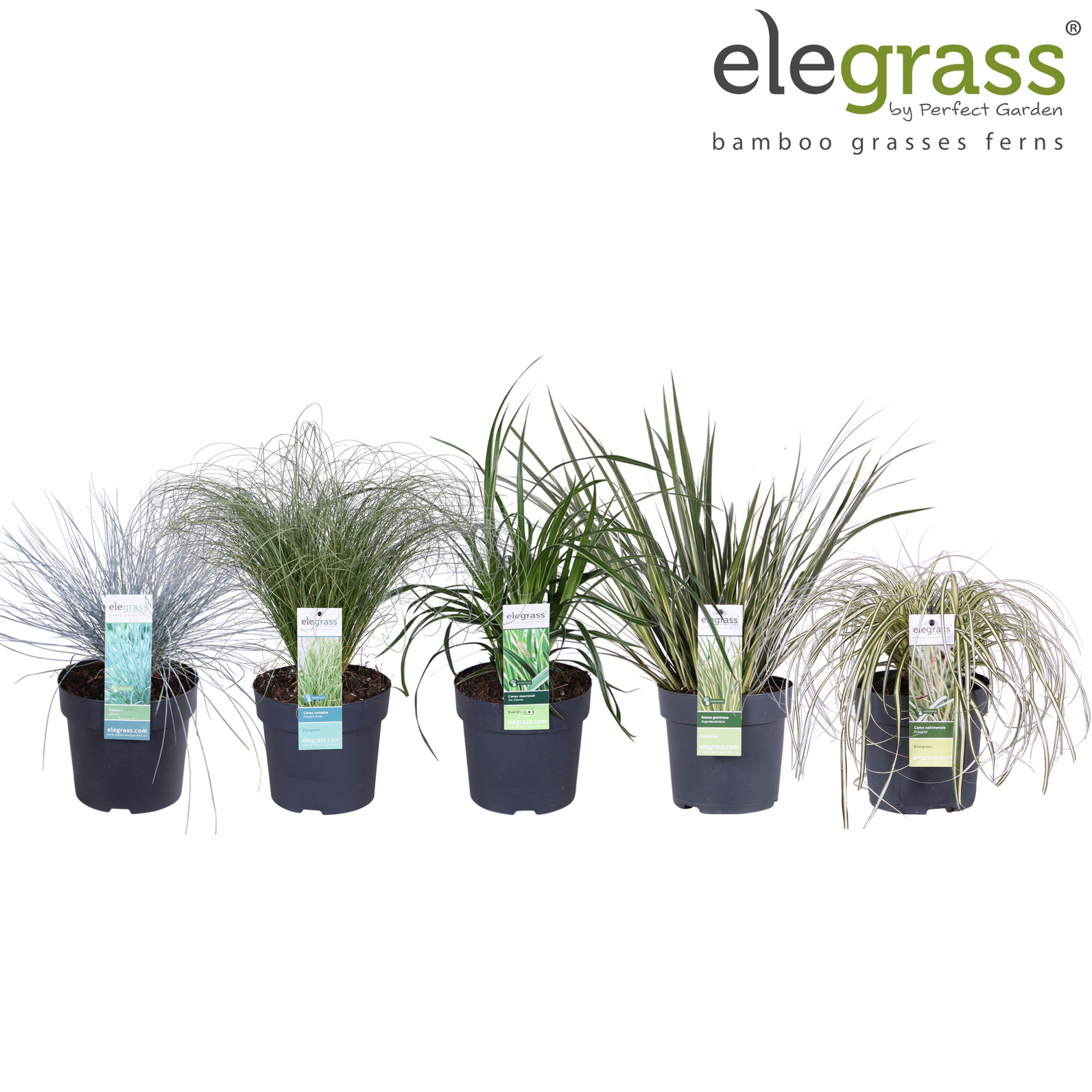 Grassen mix laag - Elegrass Hardy and Evergreen P14, D 14