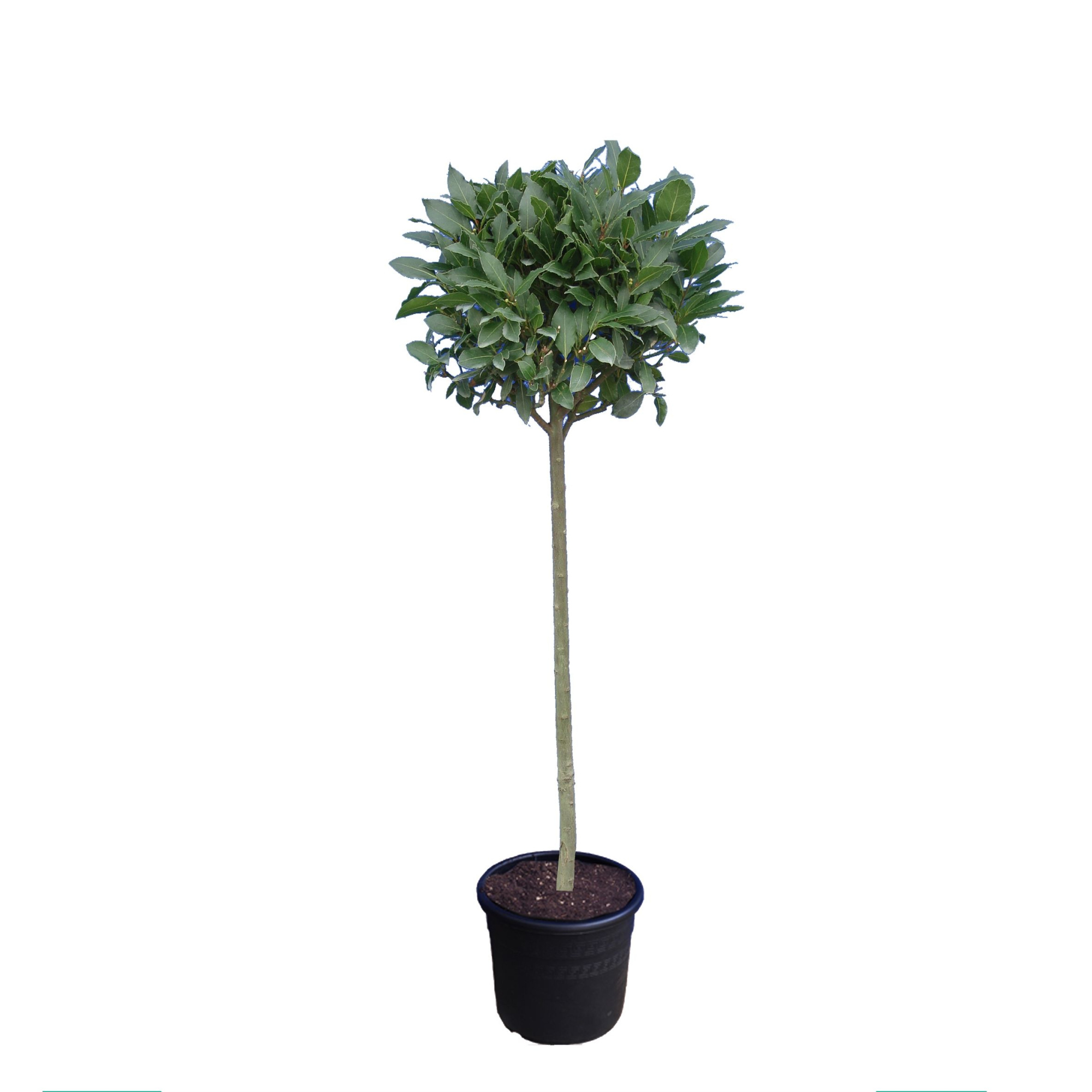 Laurus nobilis Bol op stam, D 25 cm