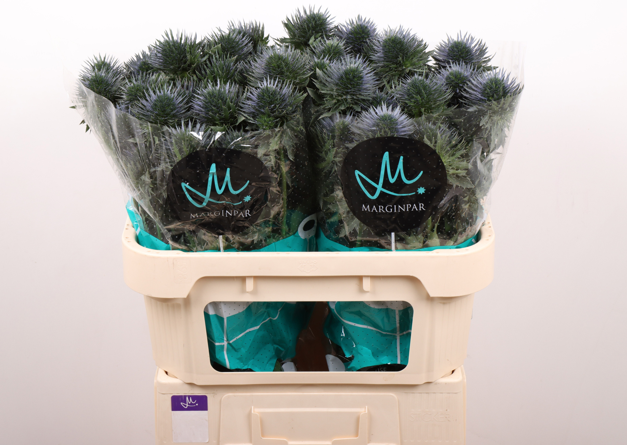 Эрингиум Скорпиус Кьюстар 70, шт.