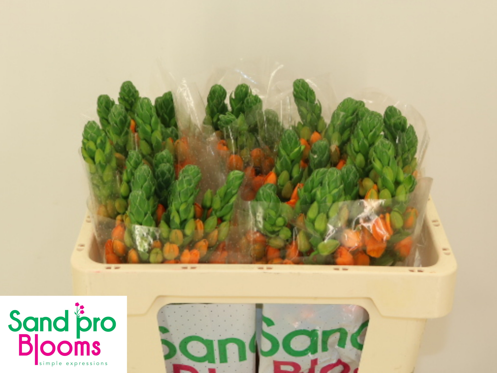 Орнитогалум Санрэй 50, шт.