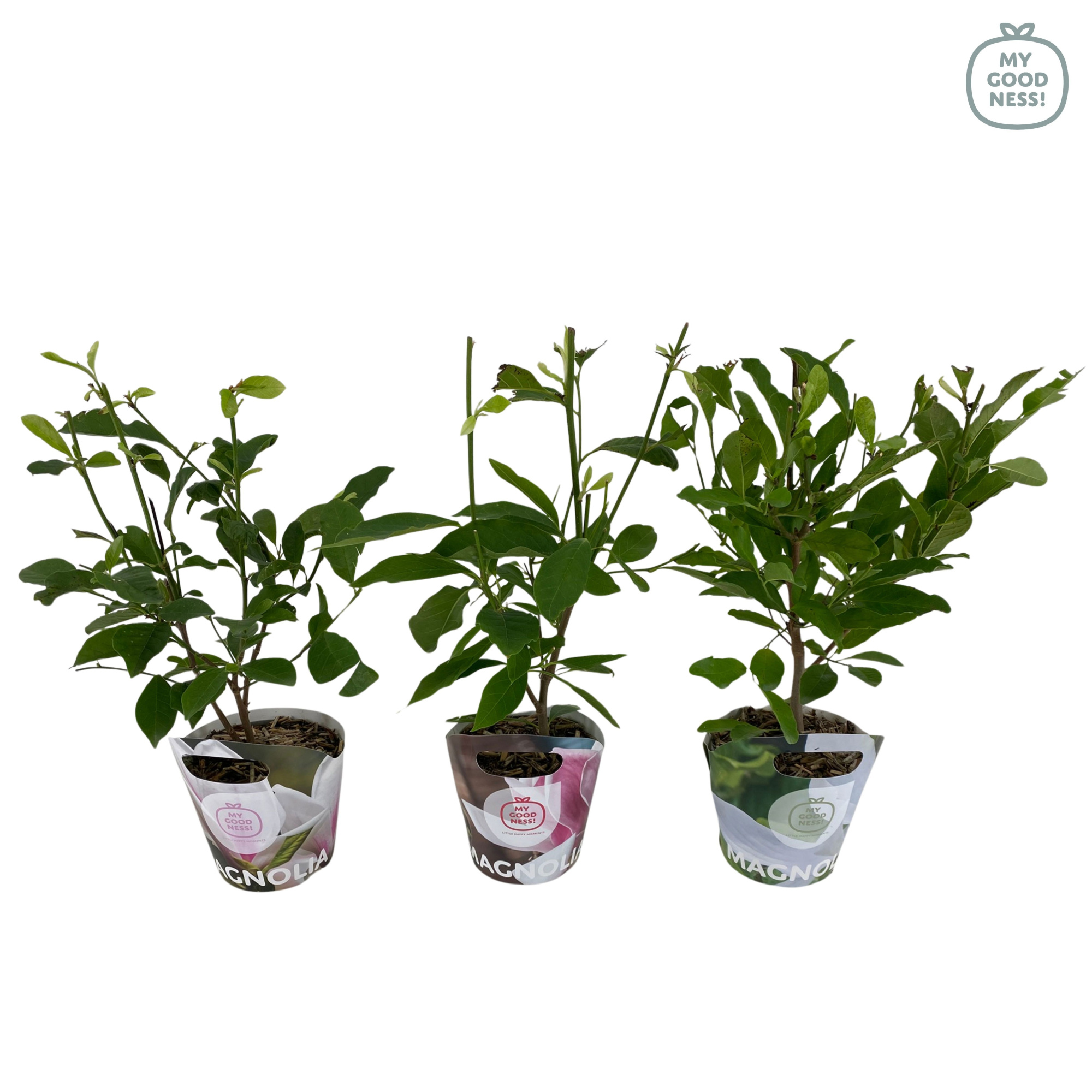 Magnolia p17 'MIx' Potcover, D 17 cm