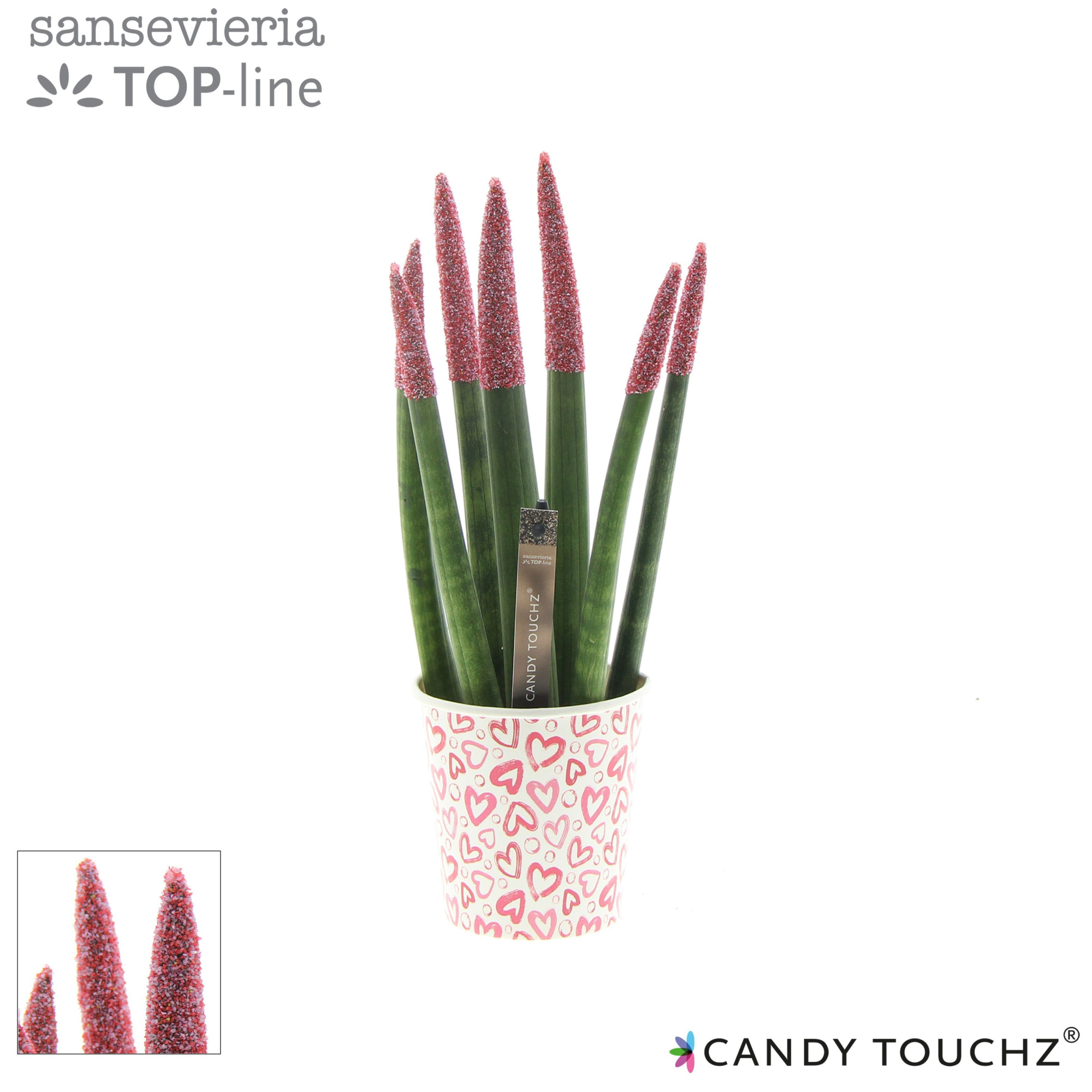 Sansevieria Candy Touchz Sweetdip Red in paper cup, D 8,5