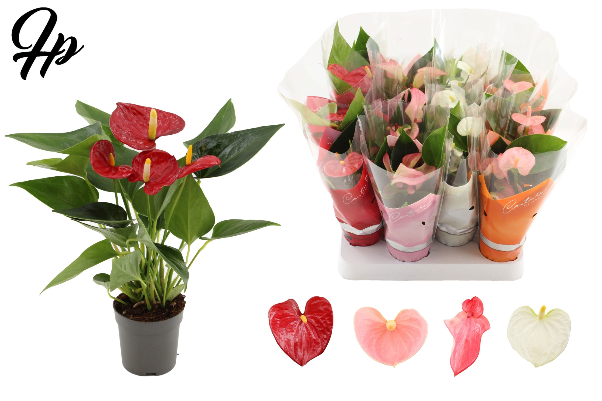 Anthurium 7 cm 4 color mix in Couture sleeve, D 7