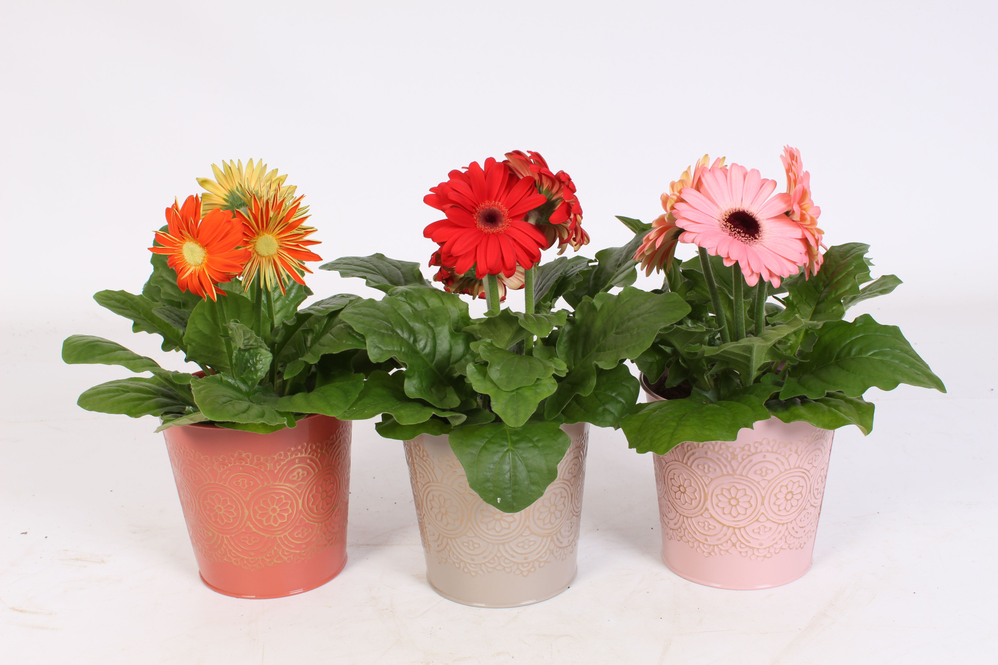 Gerbera belicht 2+ in zink pot in romance zink 3 ass., D 12 cm