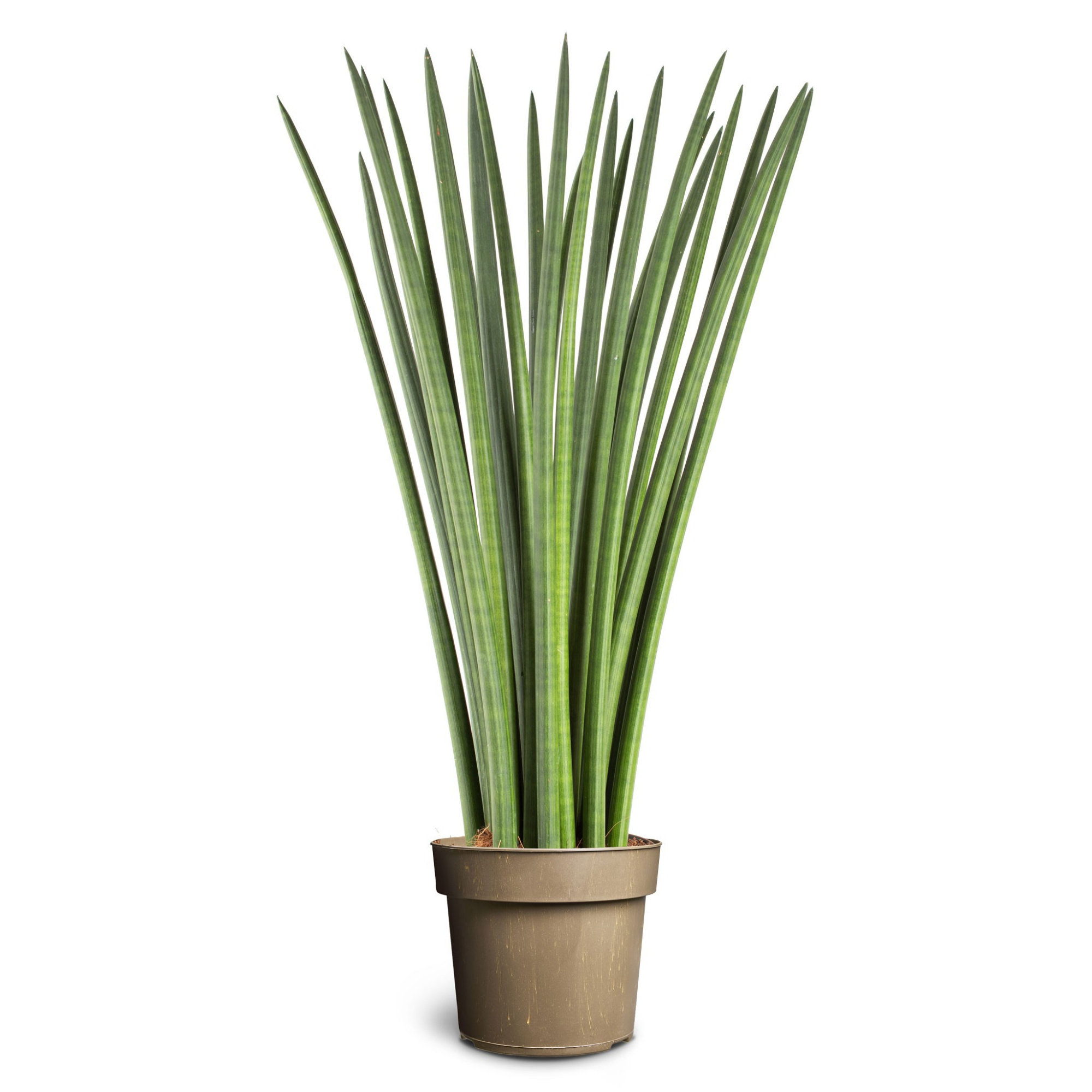 Sansevieria cylindrica, D 24