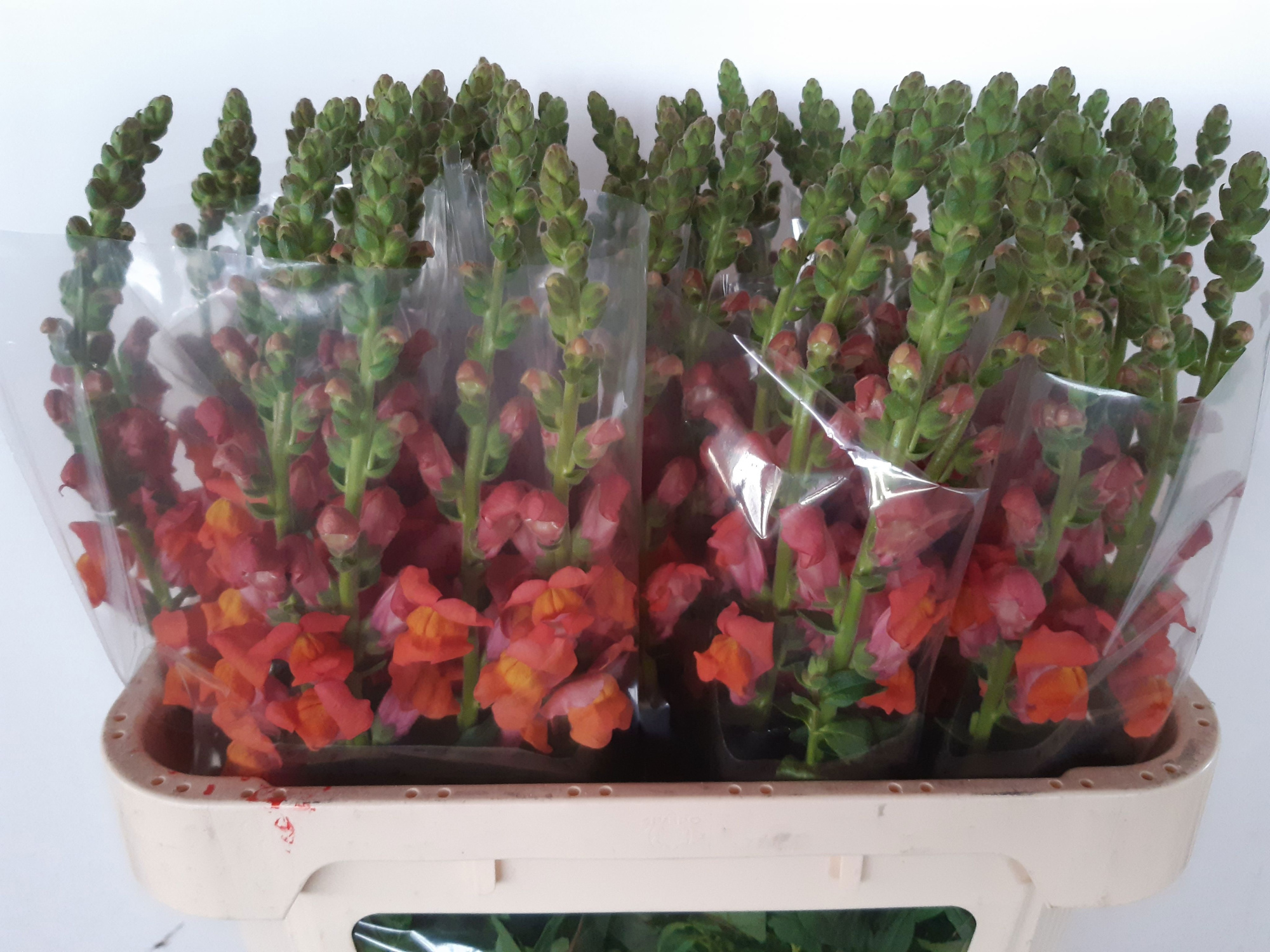 Антирринум Авиньон Дип Оранж, шт.