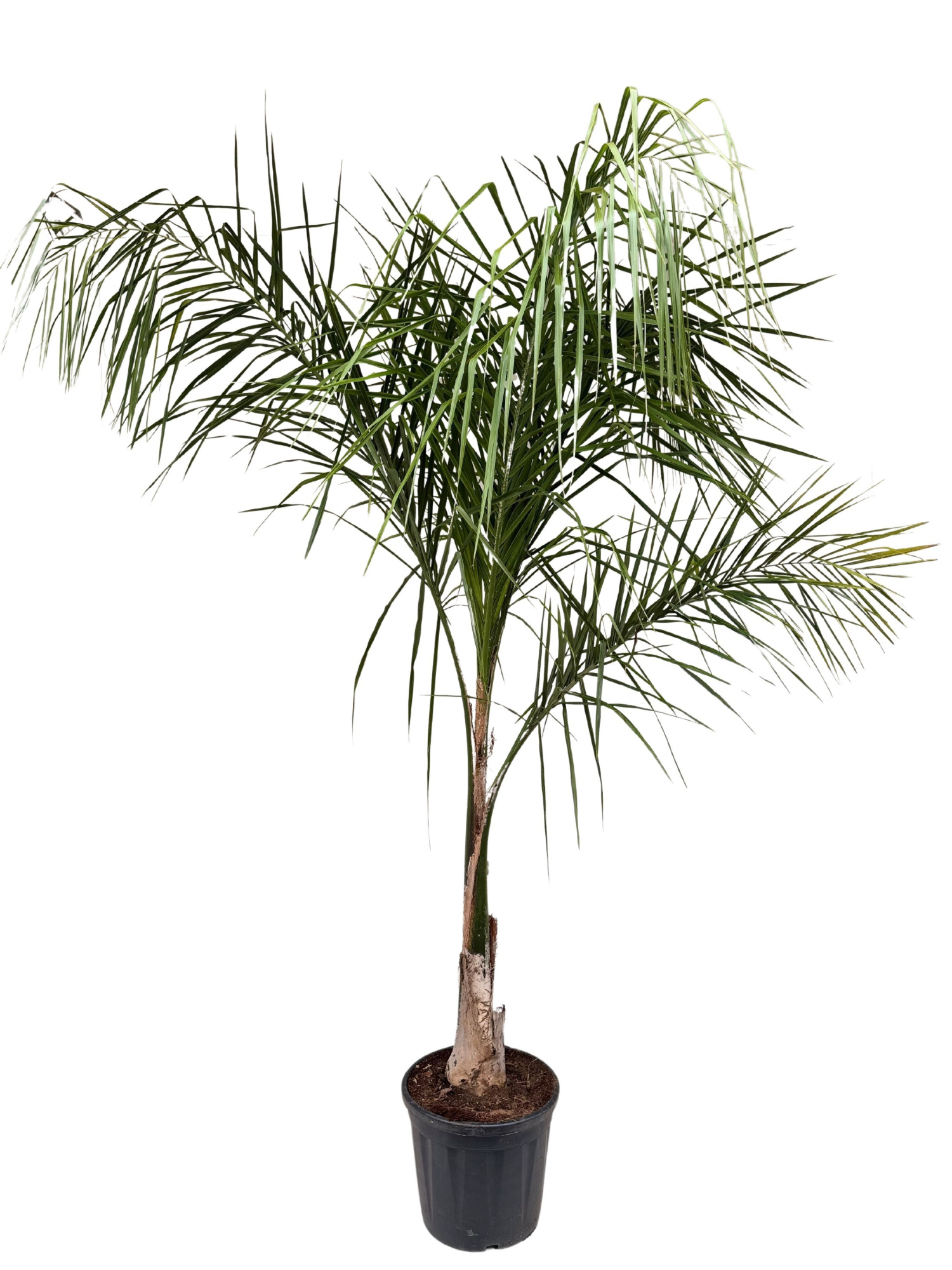 Syagrus romanzoffiana P35, D 35 cm