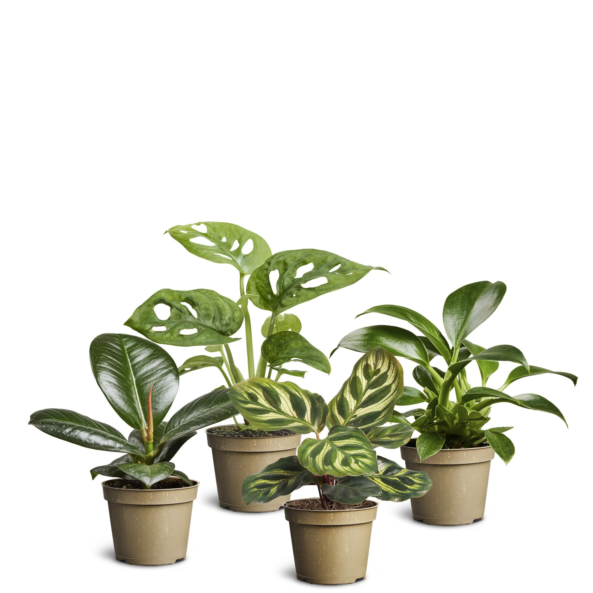 Green Collection, D 6 cm