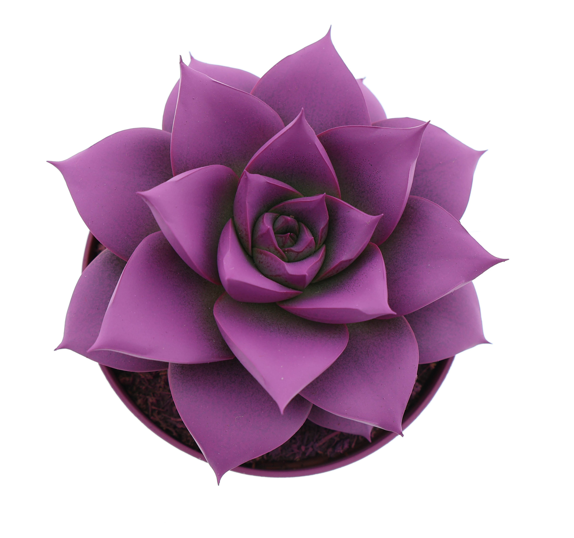 Rainbow purper fuchsia, D 8,5 cm