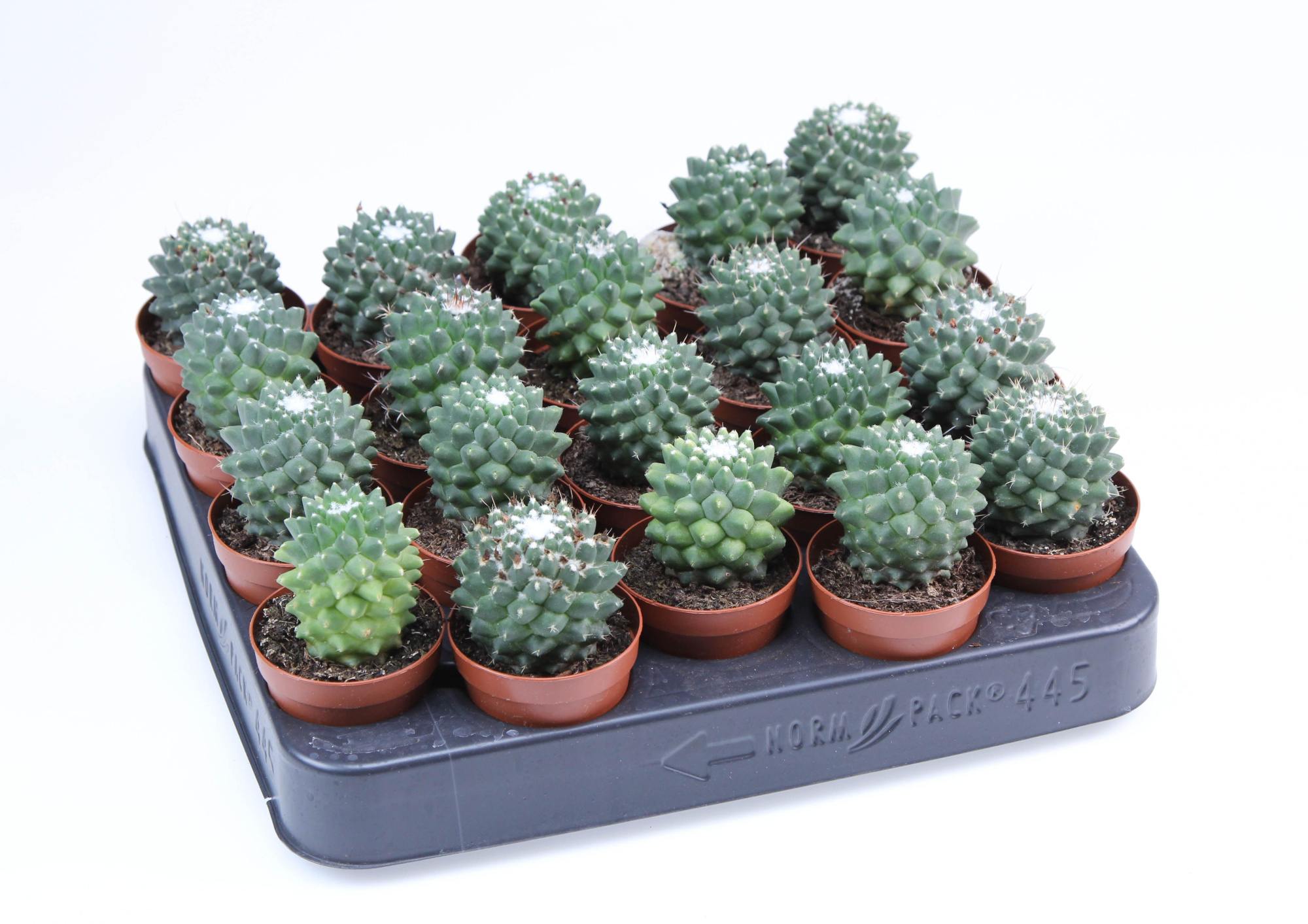 Mammillaria toluca E, D 5,5 cm