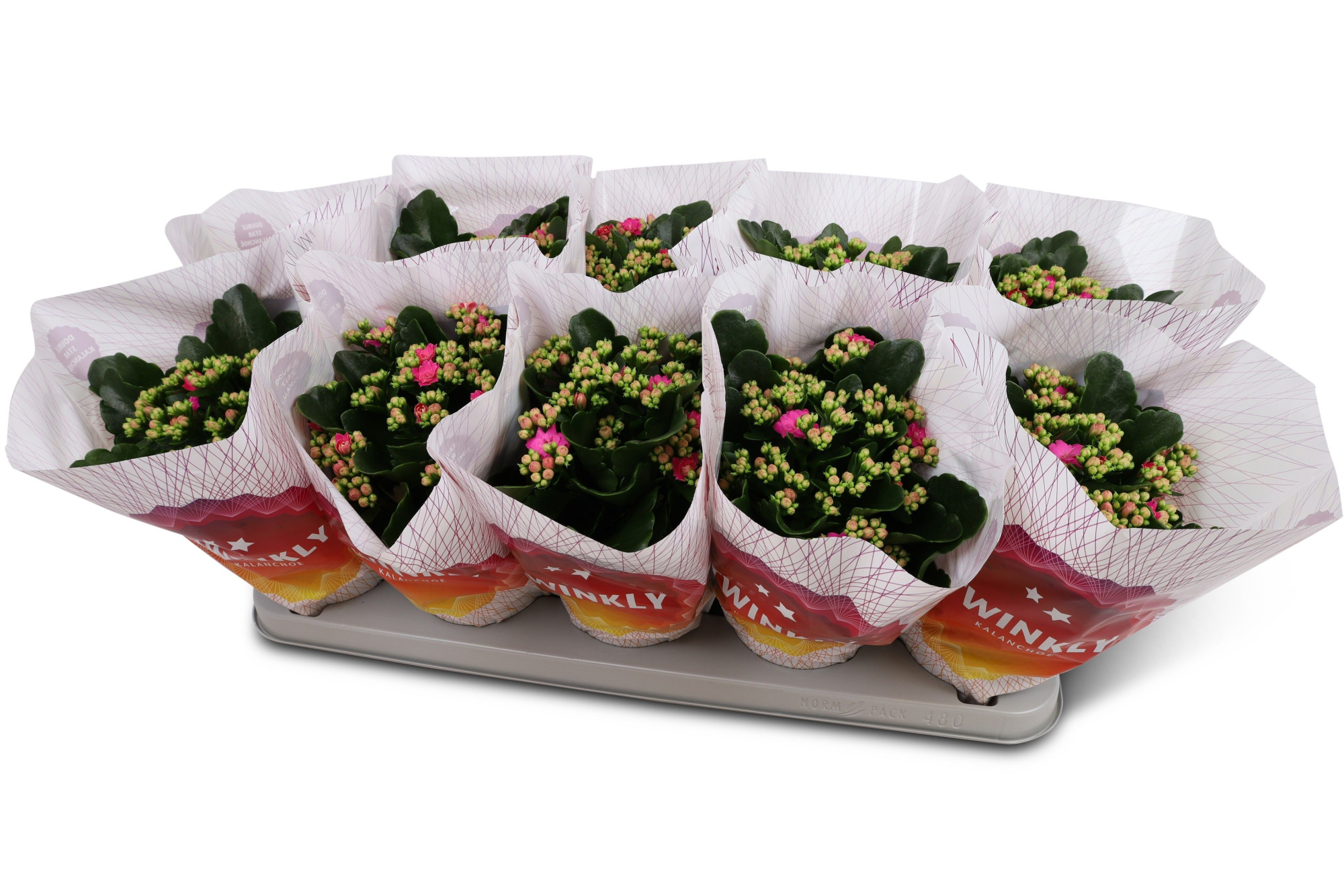 Kalanchoë Perfecta Purple Twinkly hoes, D 12 cm