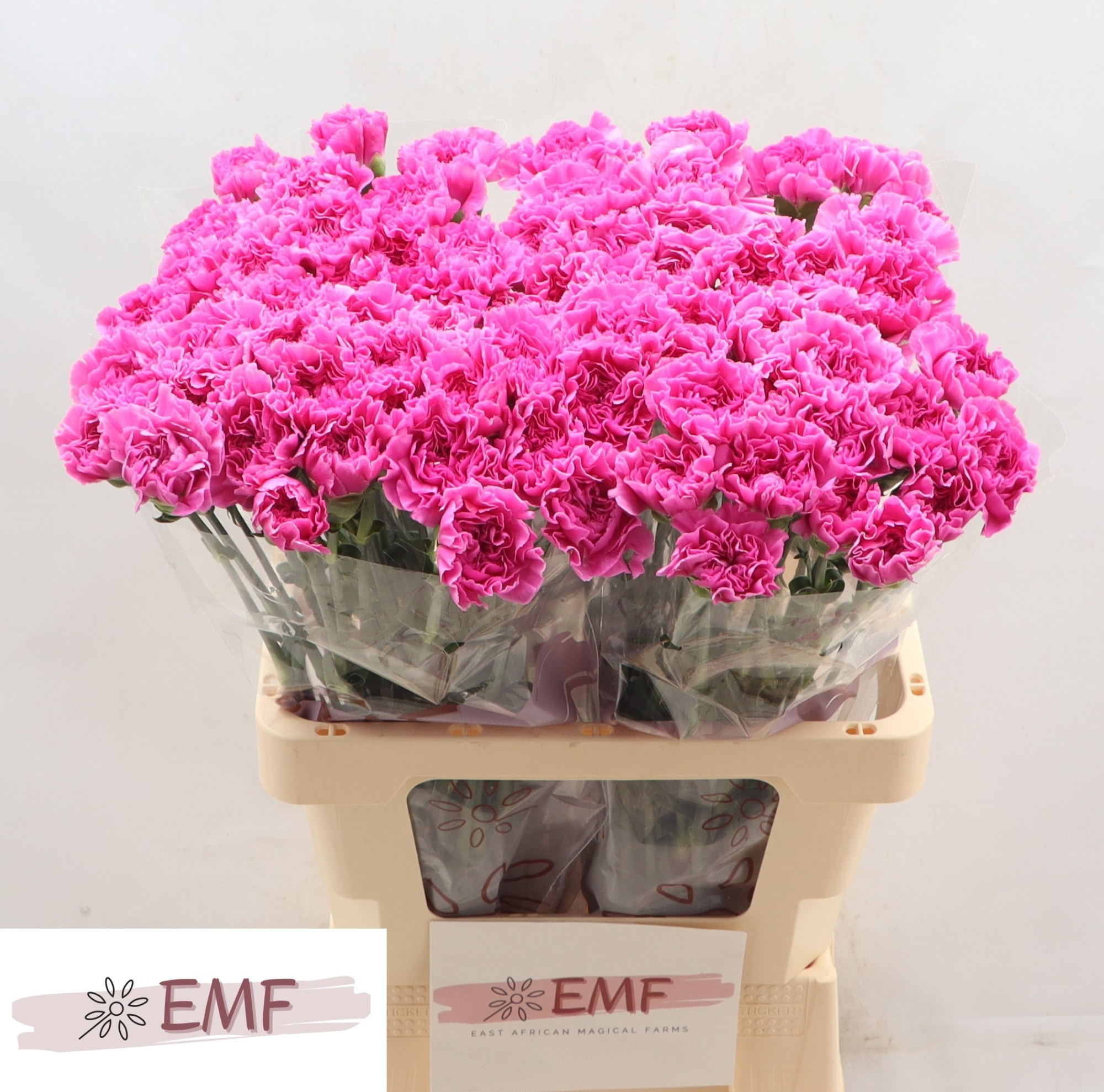 Диантус од. Фарида, шт.