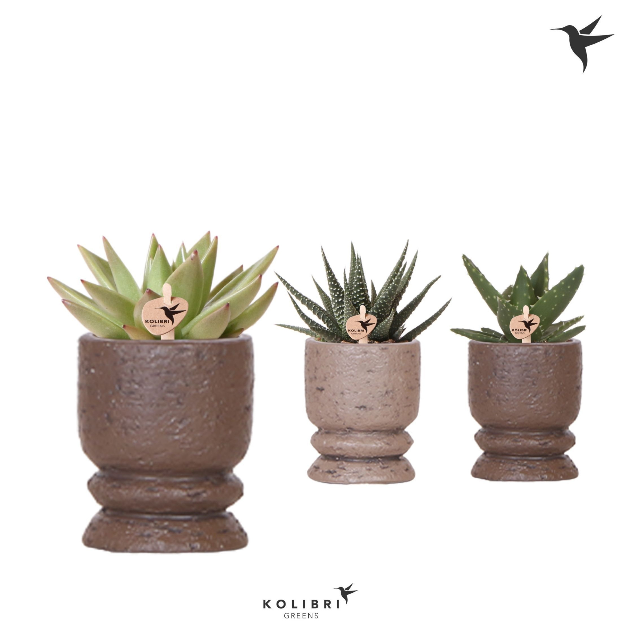 Kolibri Greens Succulenten mix in Vintage pot mix, D 6 cm