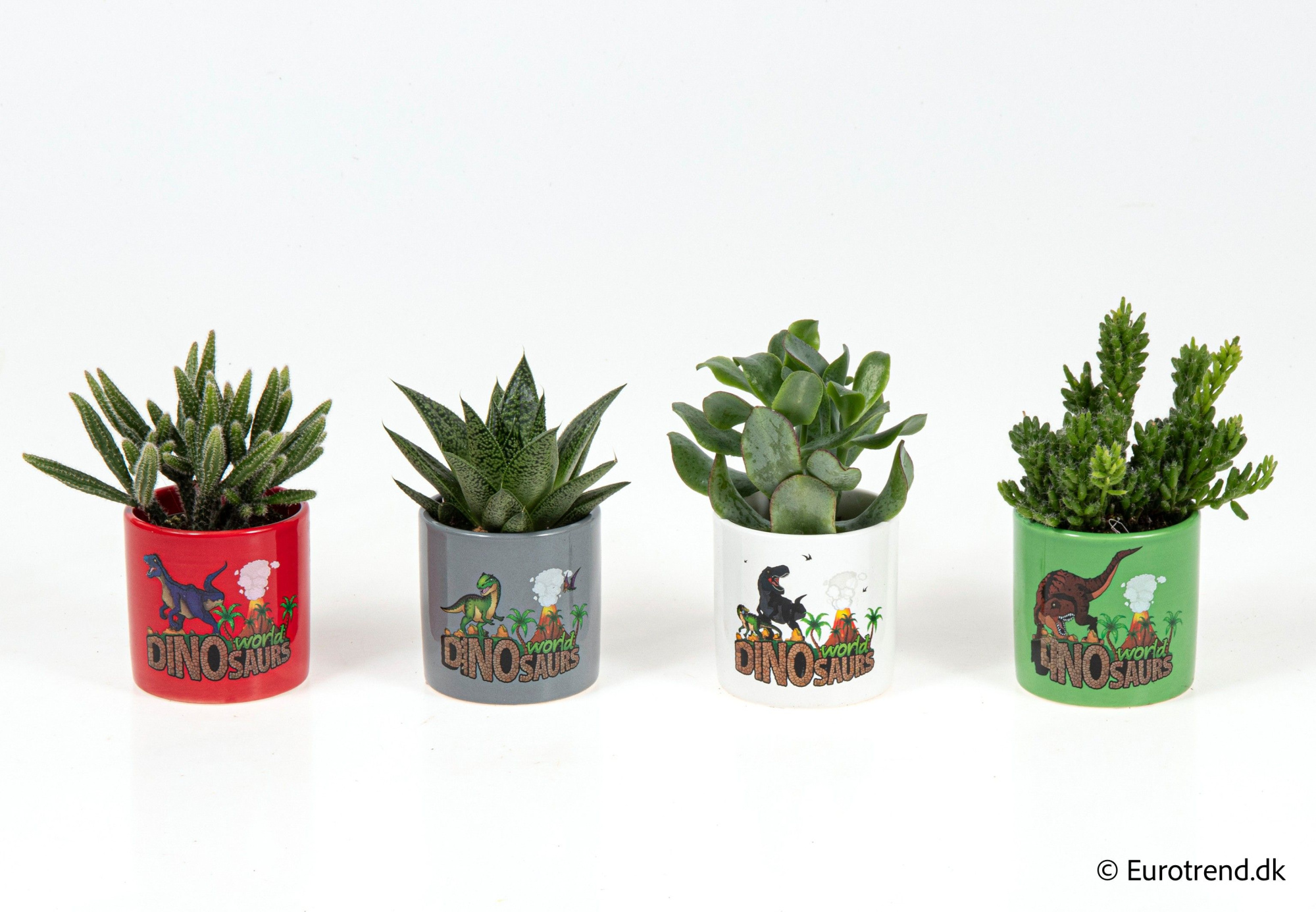 Succulent mix in dino ceramic - Spring, Summer & Autumn 2025, D 6 cm