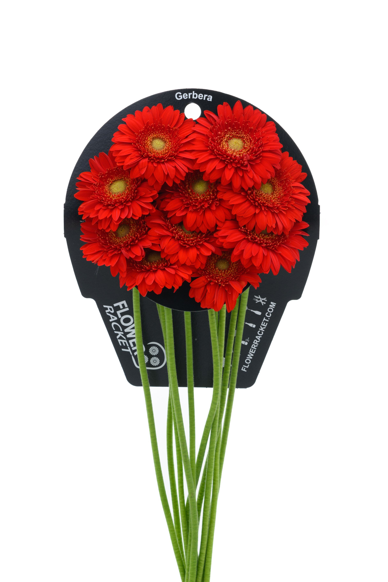 Гермини Карри, шт.