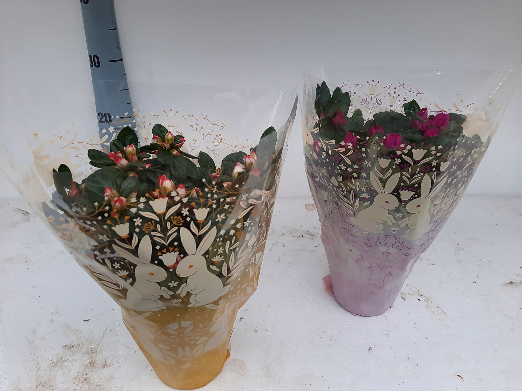 AZALEA BLOEI PAASHOES 30 CM, D 12