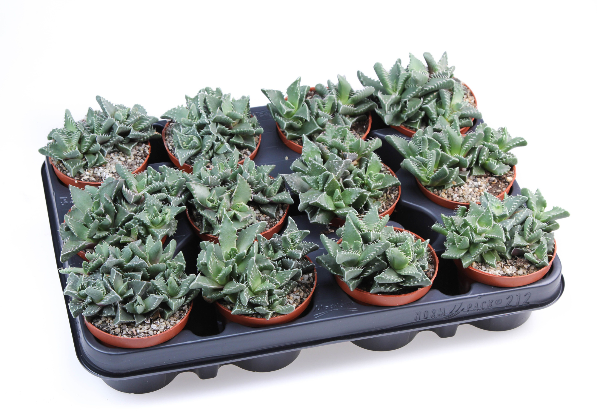 Faucaria tigrina, D 8,5