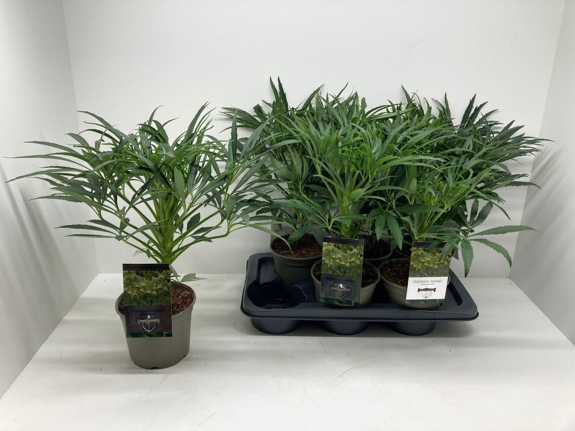 Helleborus foetidus 'Bowles Form', D 17 cm