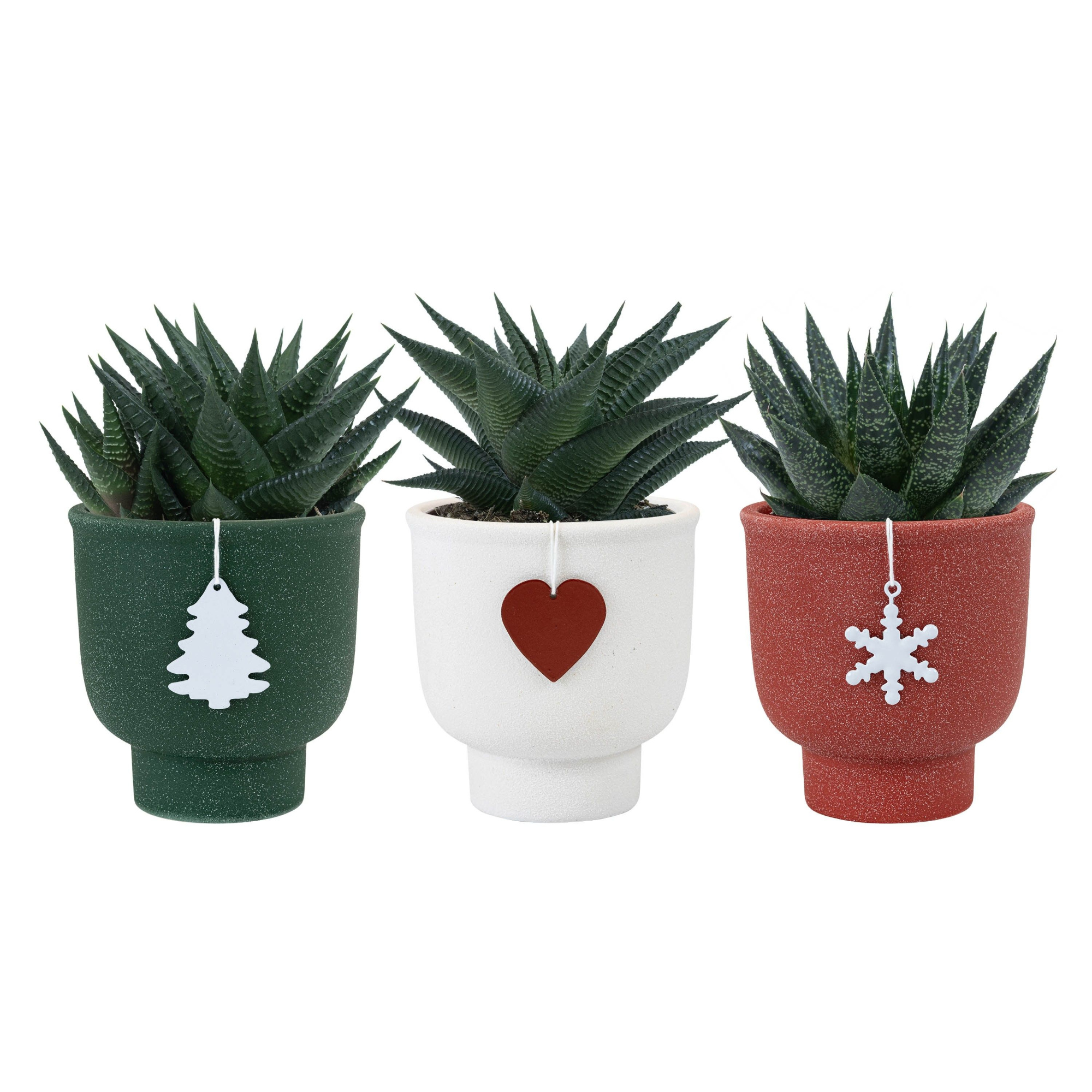 Holly with Succulent mix, D 9 cm