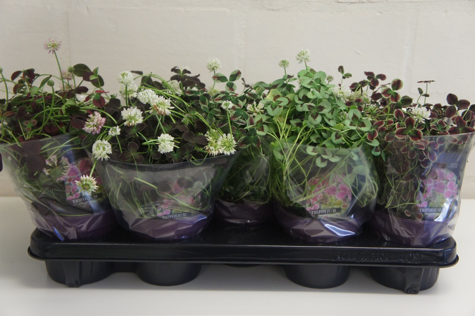 TRIFOLIUM REPENS MET HOES, D 12