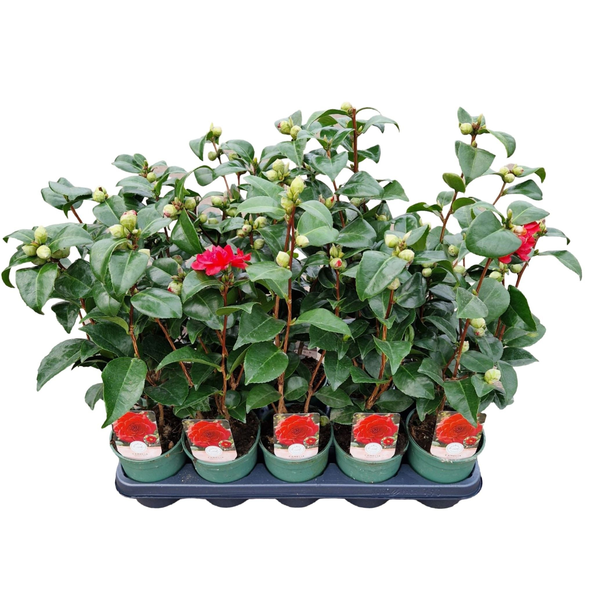 Camellia jap. 'Red', D 12