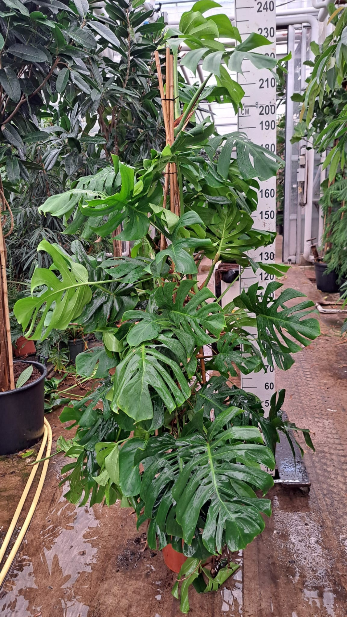 Monstera Deliciosa 210, D 35