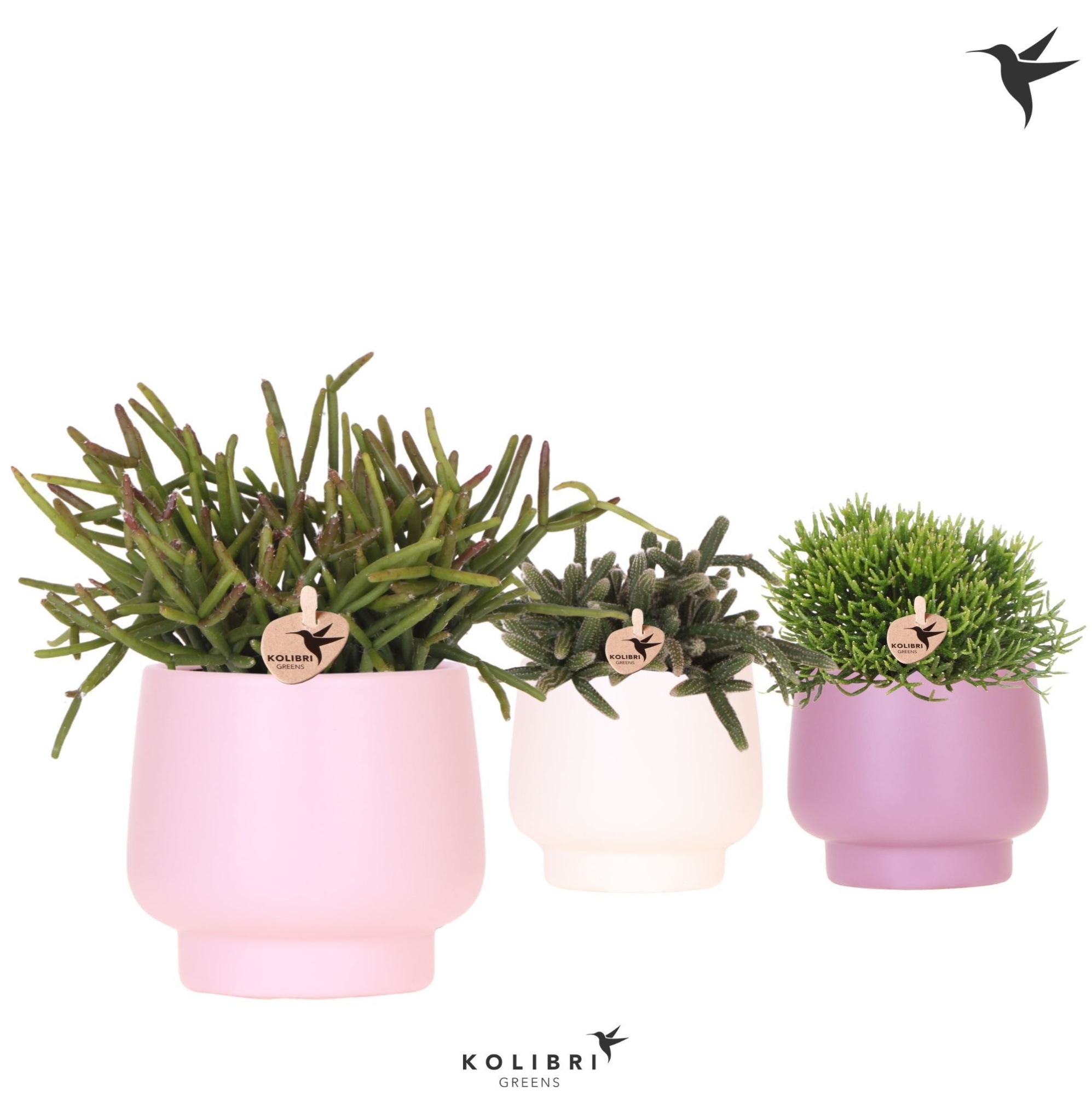 Kolibri Greens Rhipsalis mix in Scandic pot pink mix, D 9 cm