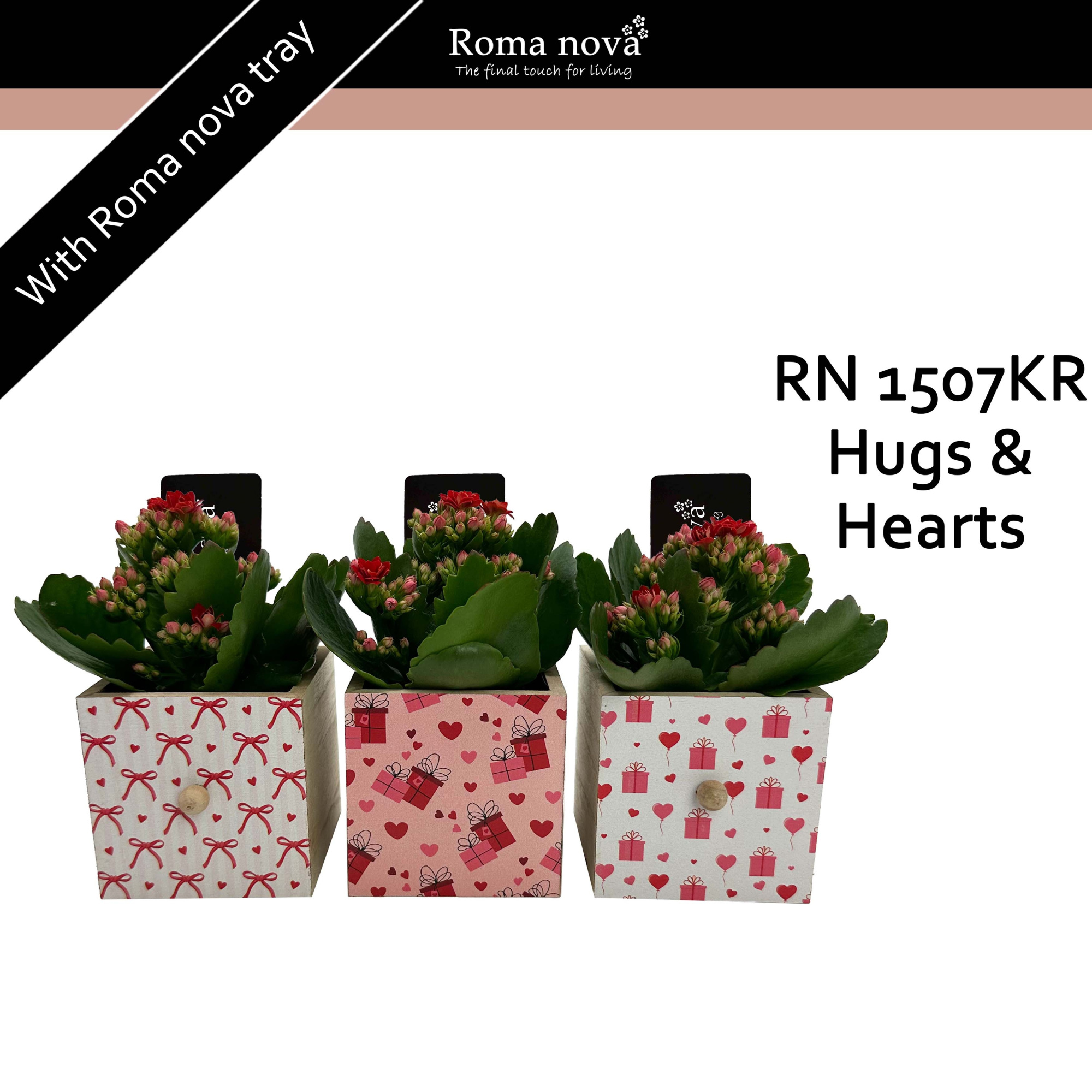 1507KR - Hugs & Hearts (Kalanchoe red), D 9