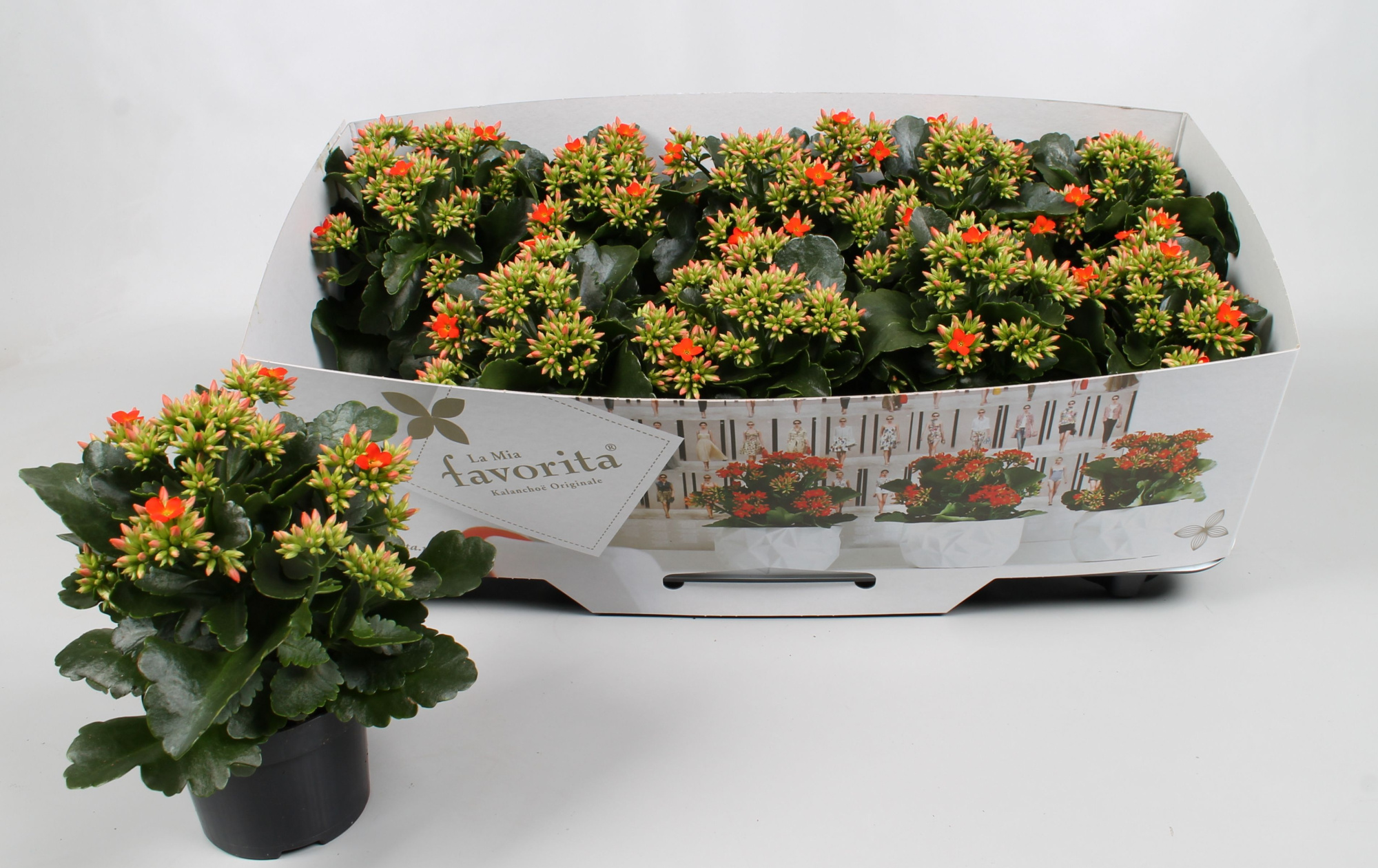 Kalanchoe favorita orange instyle + collar, D 10,5 cm