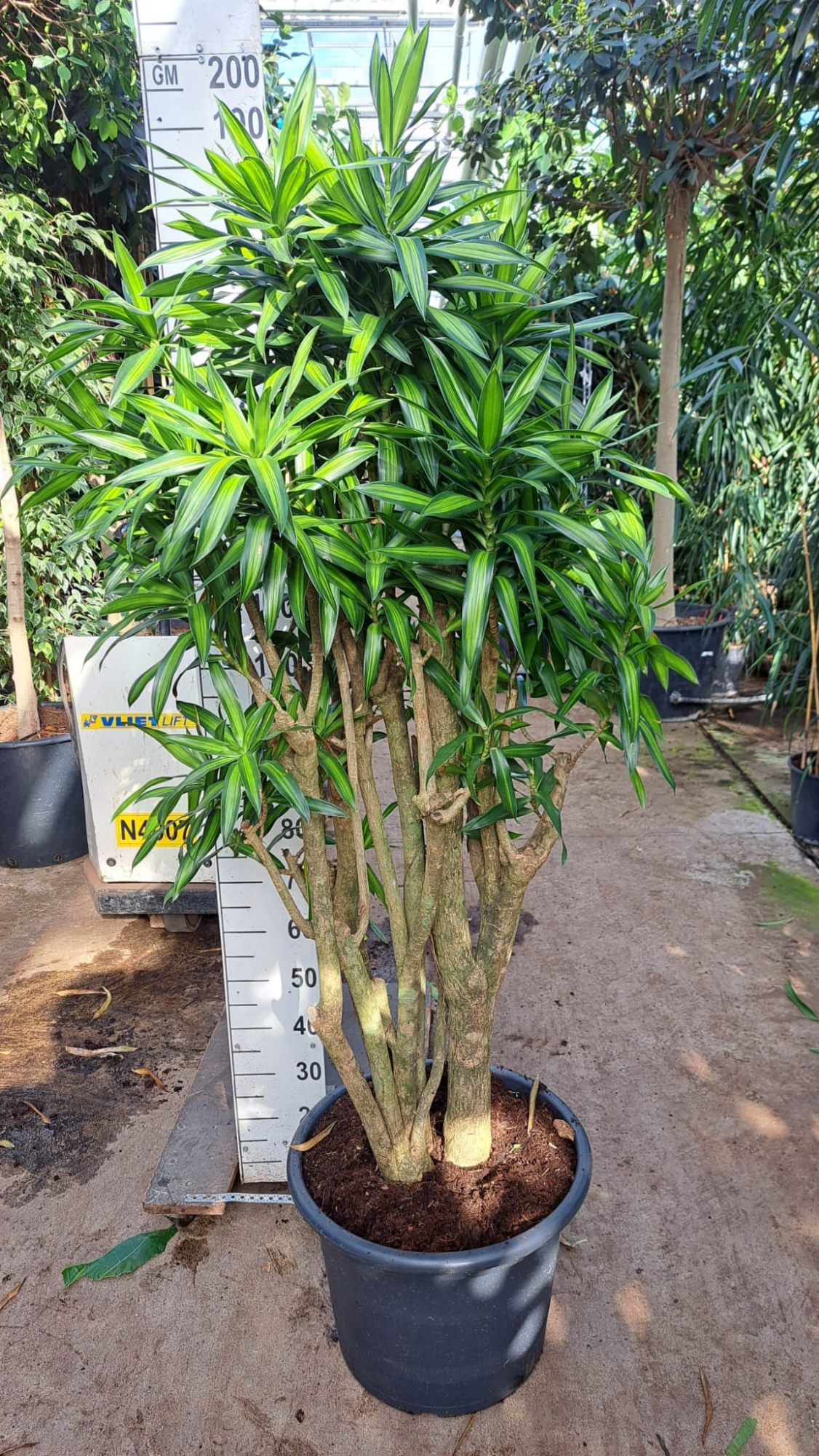 Dracaena Reflexa Song of jamaica 180, D 45 cm
