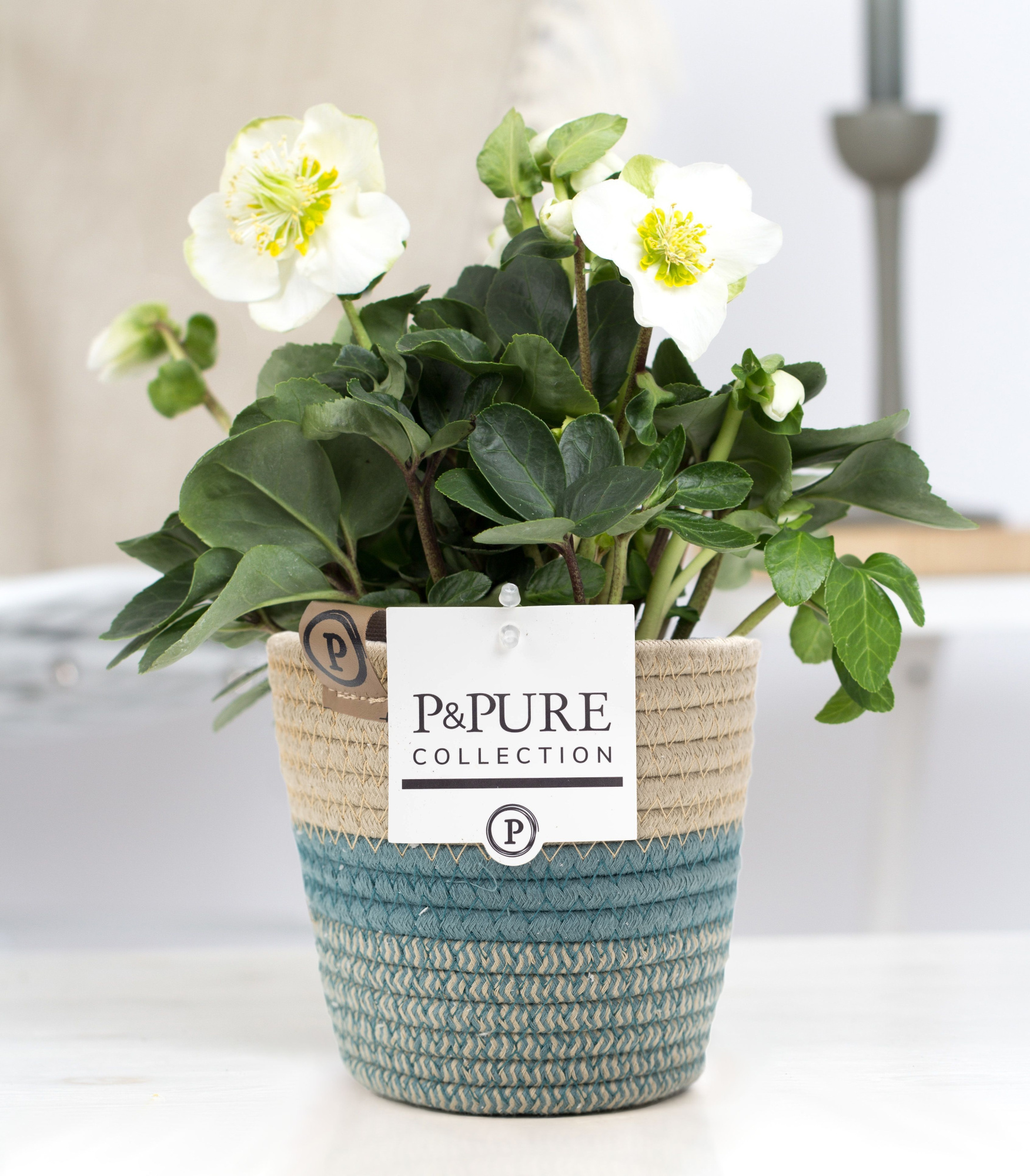 Helleborus n. Christmas Carol in Pure Valerie stoffen pot turq., D 12 cm