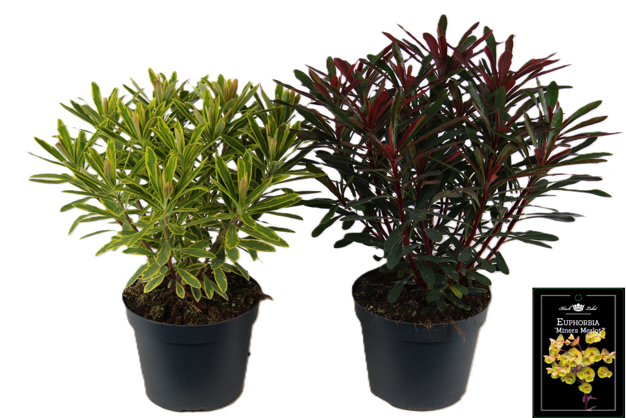 Euphorbia mixlaag, D 15 cm