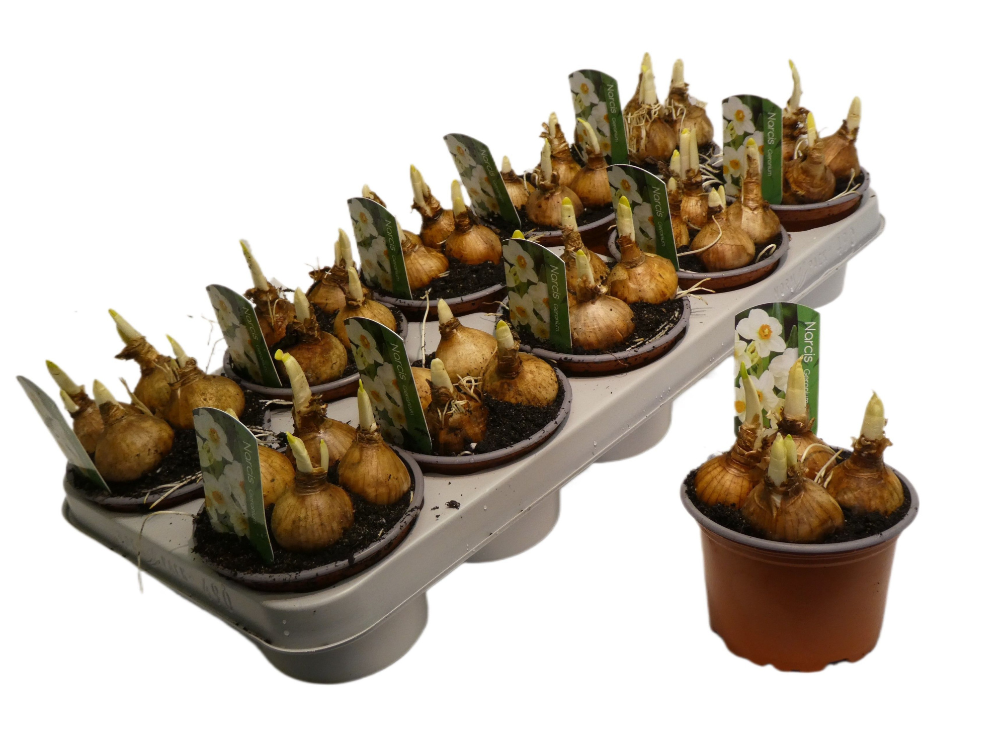 Narcis Geranium 12cm, D 12