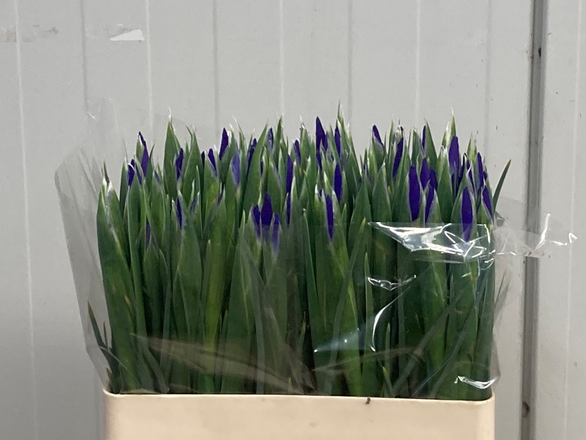 Ирис Блю Мэджик (син.), шт.