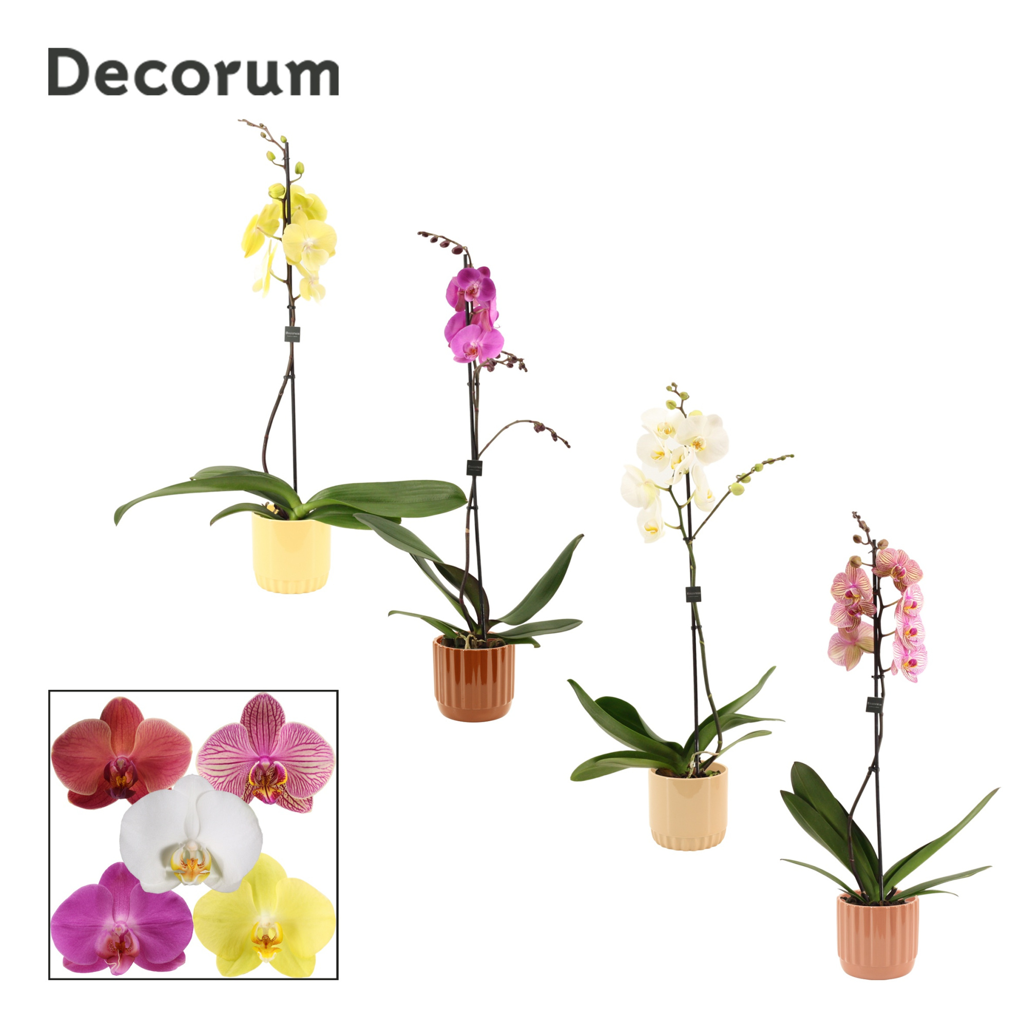 Phalaenopsis 1 tak 9+ mix in Liam (Coffee blend-collection), D 12 cm
