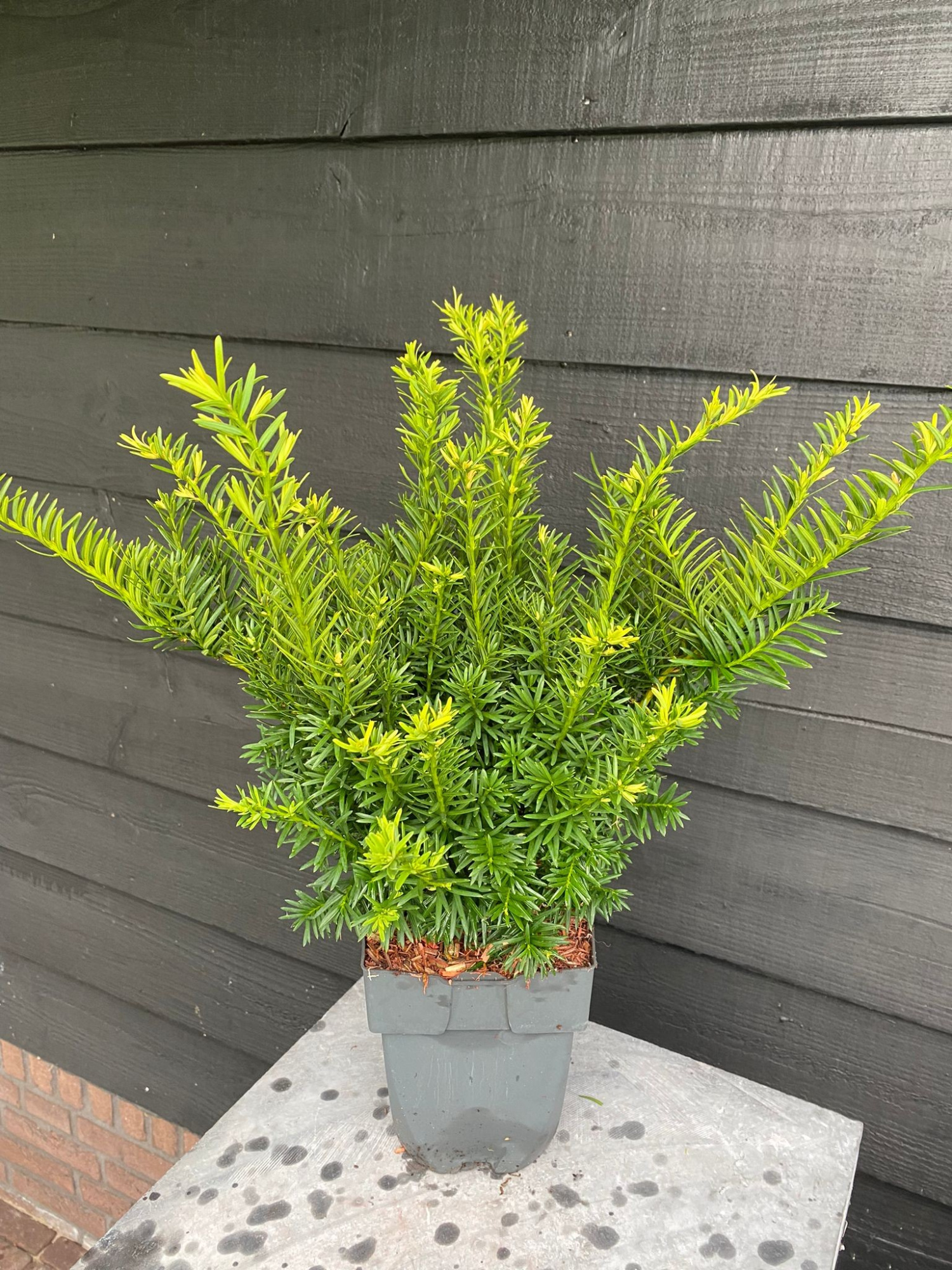 Taxus media 'Farmen' P17, D 17 cm