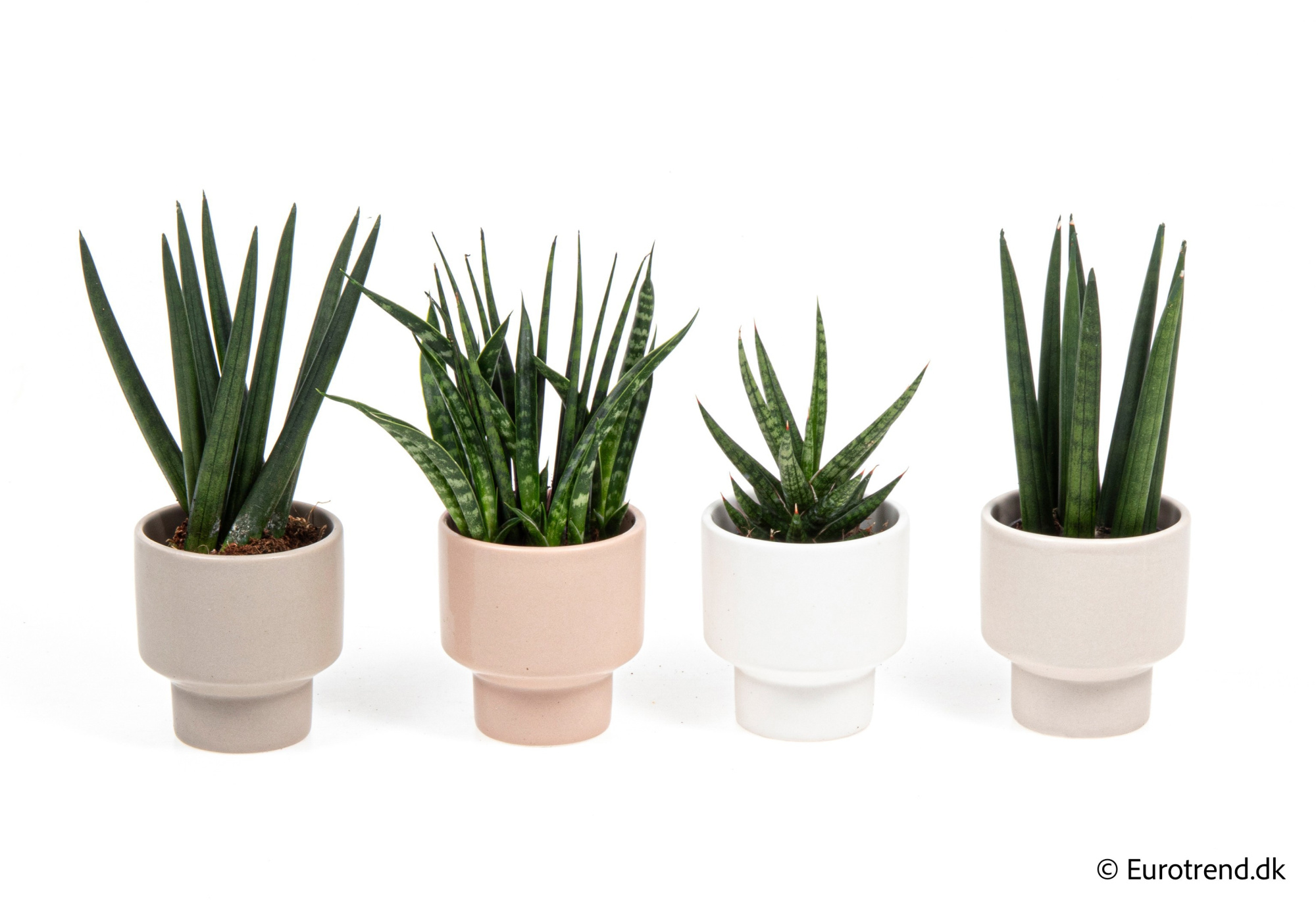 Sanseveria mix in New Look ceramic 2026, D 6