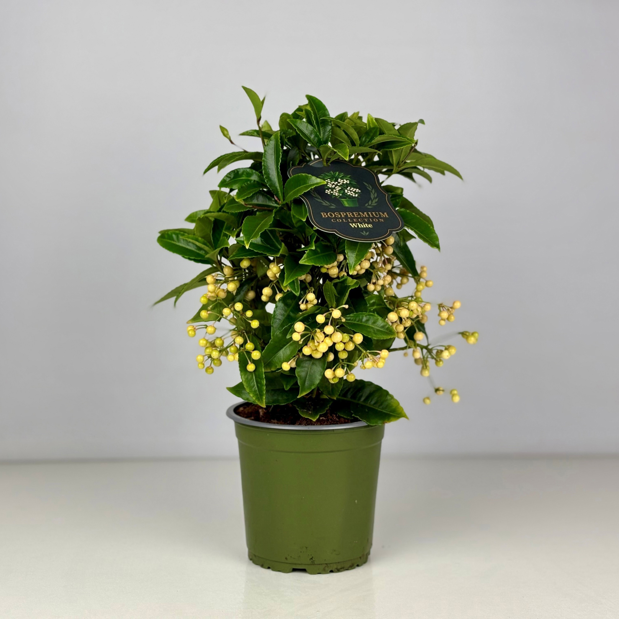 Ardisia crenata Bospremium White, D 14 cm