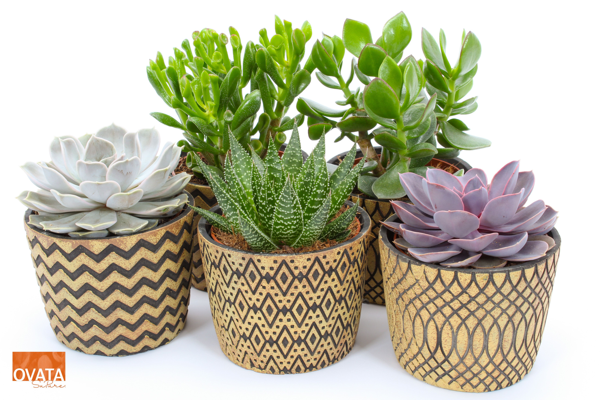 Succulent mix in Cancun 14, D 14 cm