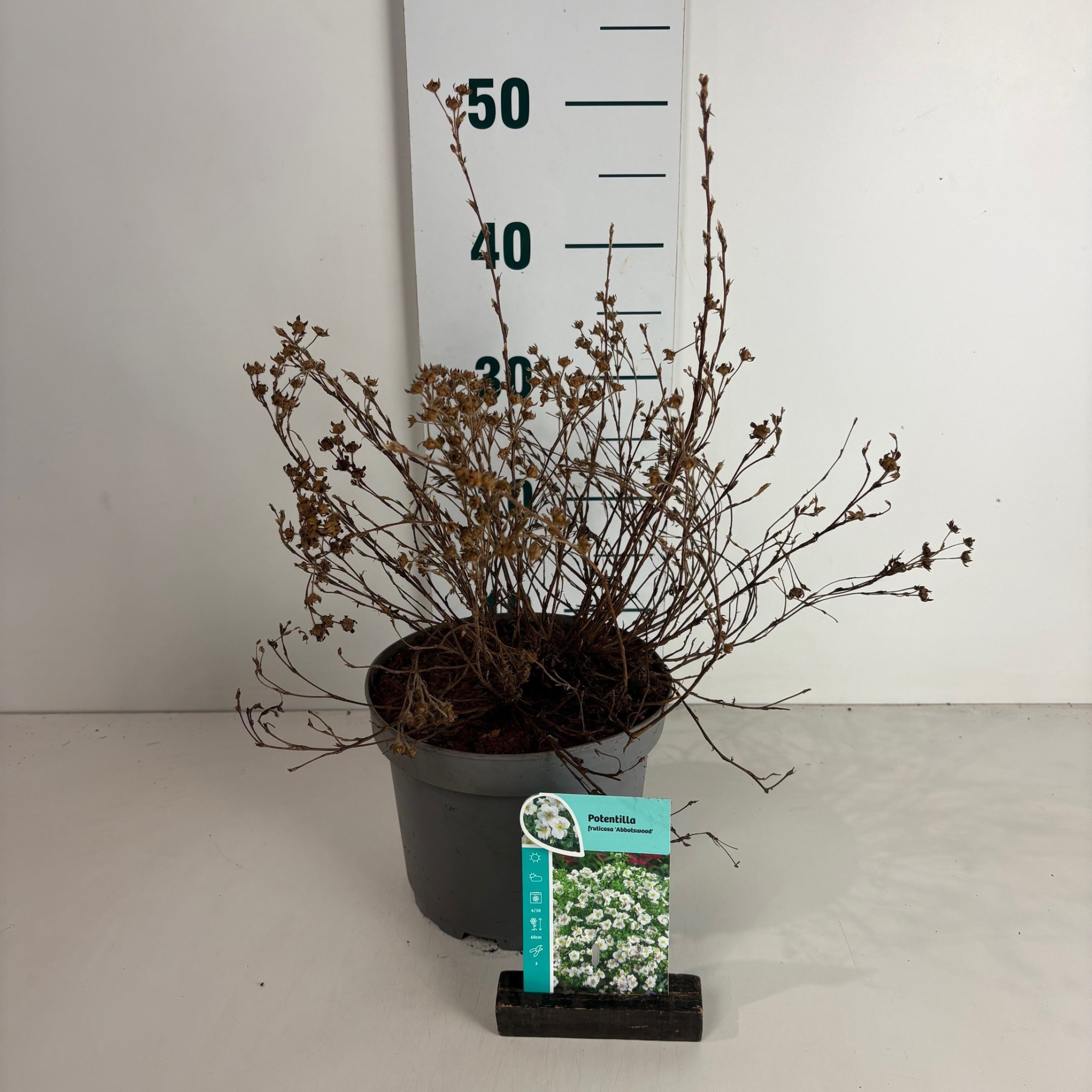 Potentilla fruticosa Abbotswood, D 20