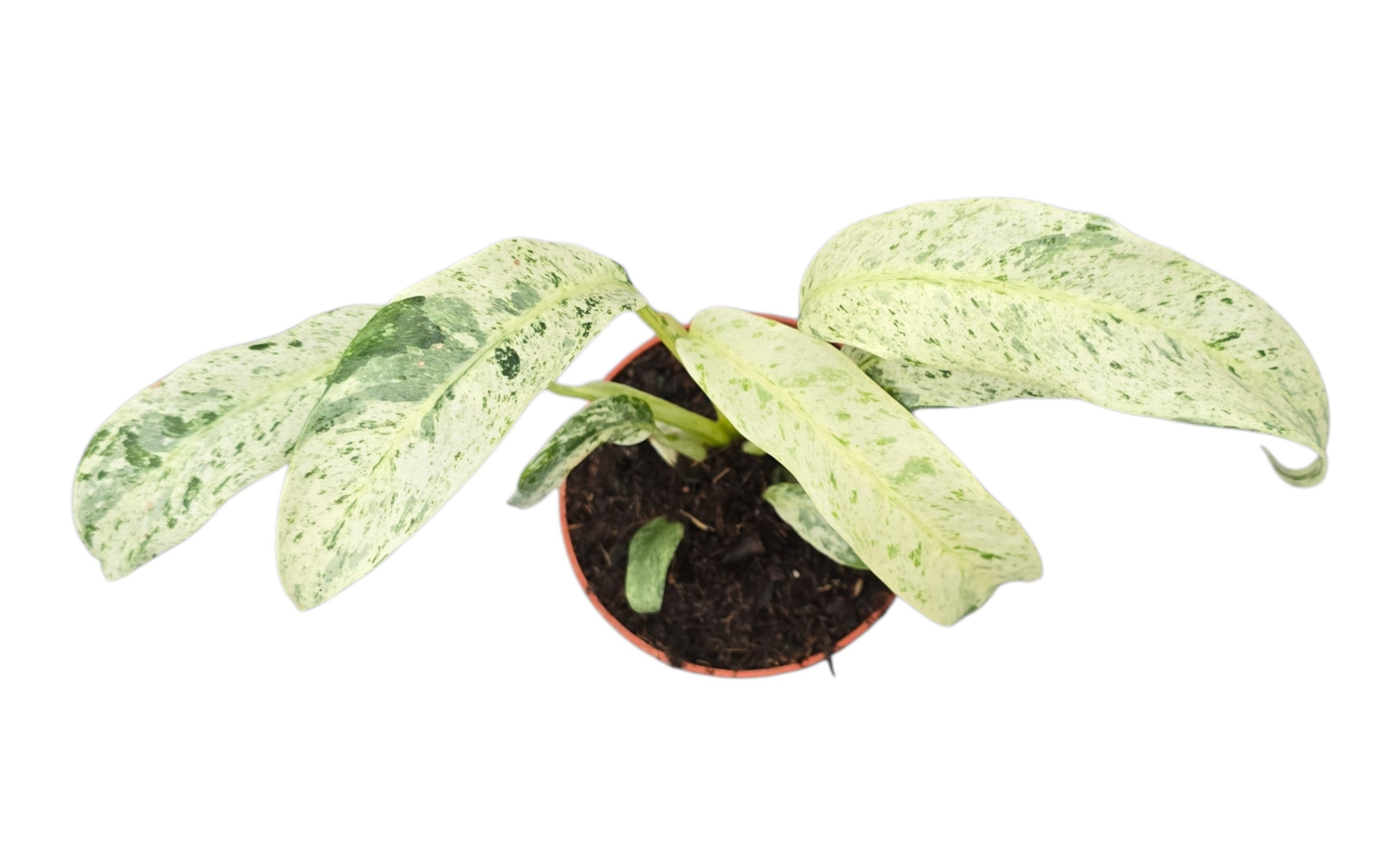 Rhaphidophora Foraminifera Variegata, D 9